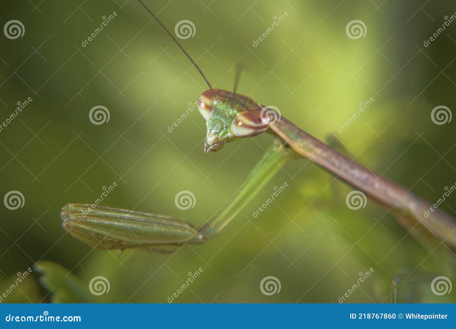 Macro Shots Praying Mantis Juvenile Closeup Image Stock Photo Image