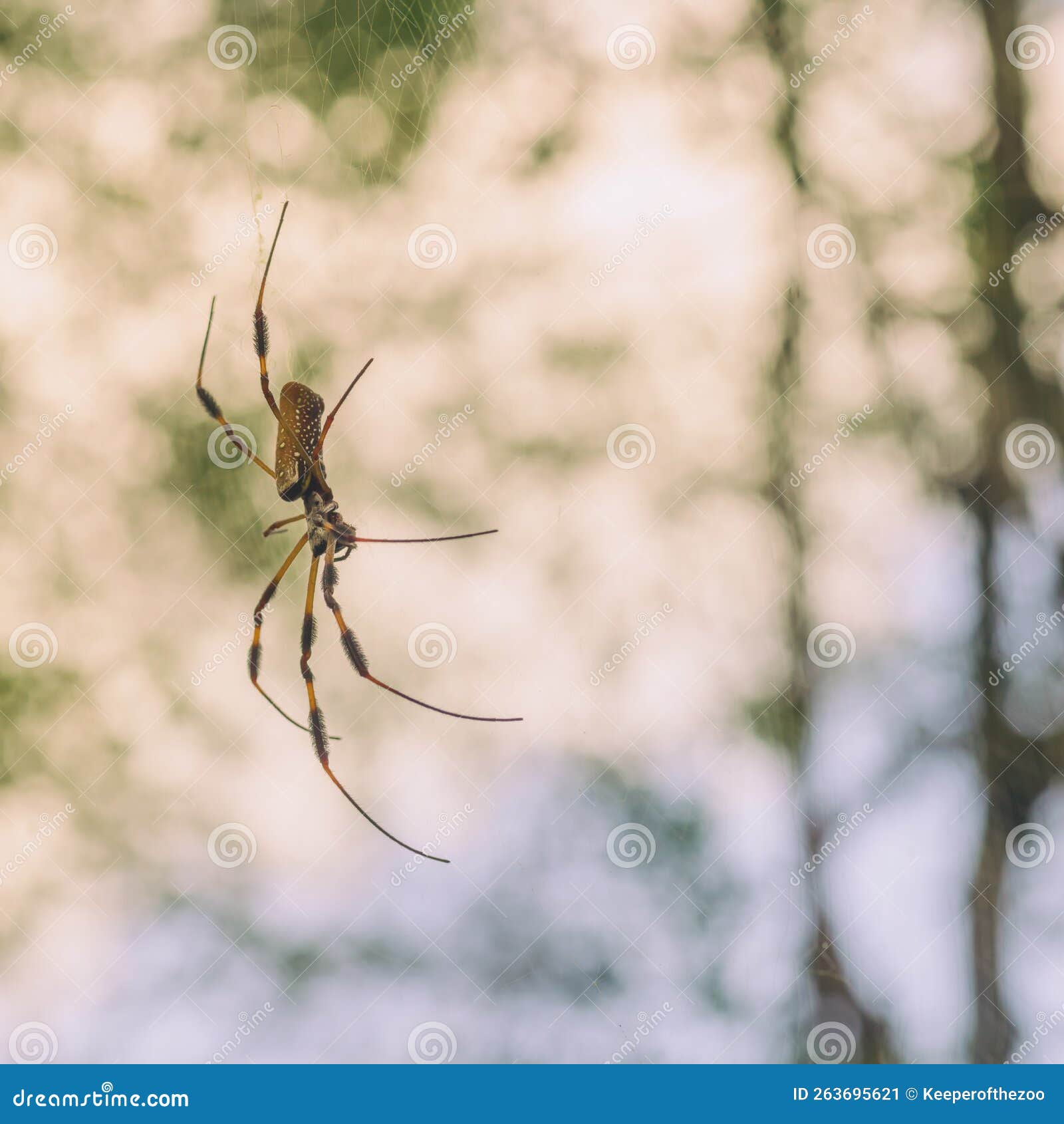 side view of golden orb weaver spider hanging in a web