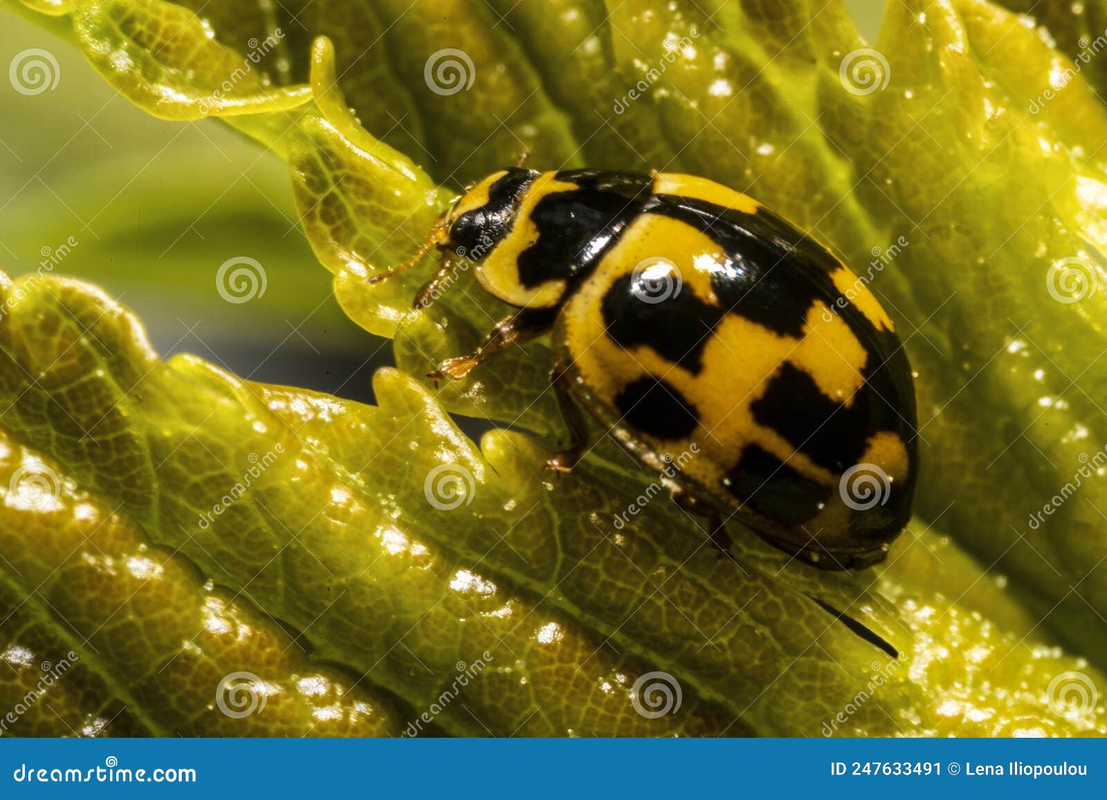 Twentytwo Spot Ladybird Psyllobora Vigintiduopunctata Eats Powdery