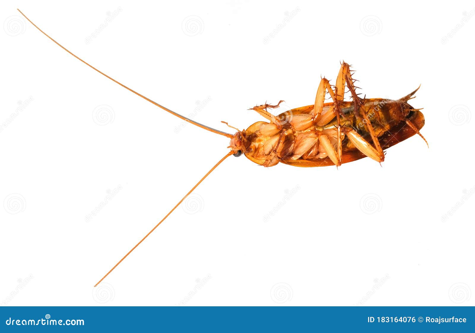 Macro Single Cockroach Dirty Animal Supine Dead. Long Insect Antennae on Fauna Head Stock Photo - Image of dirty, died: 183164076 Macro Single Cockroach Dirty Animal Supine Dead. Long Insect Antennae on Fauna Head Stock Photo - Image of dirty, died: 183164076