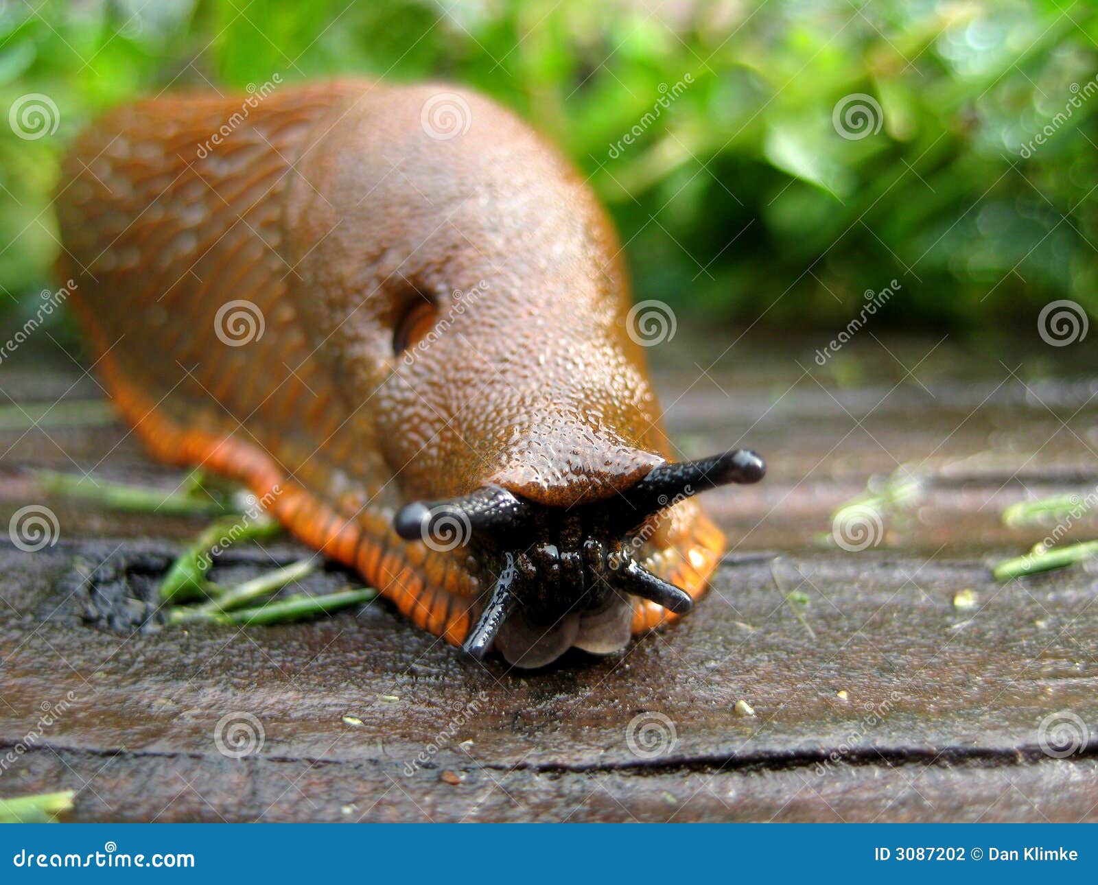 macro of a slug