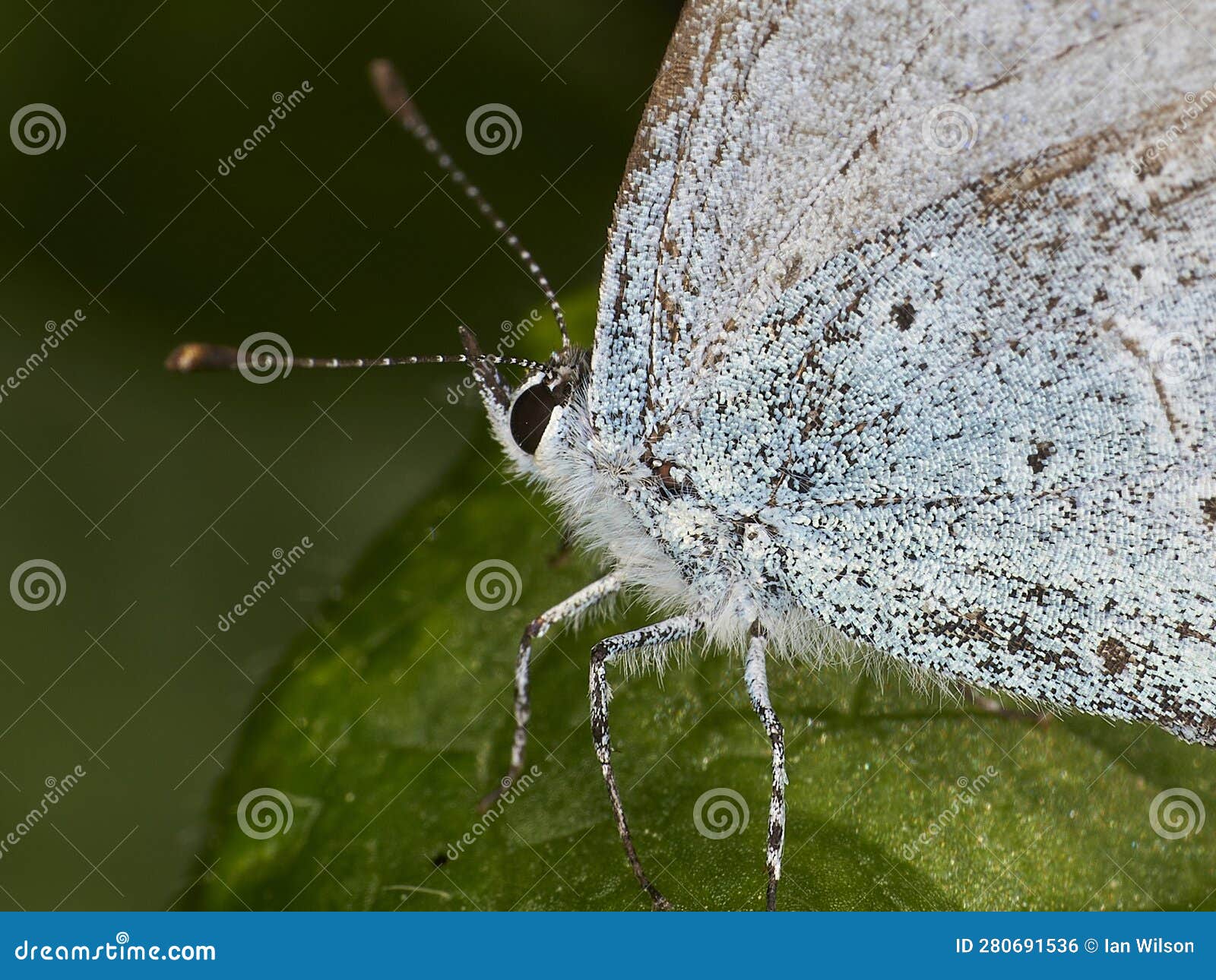 macro of small blue butterfly (cupido minimus)
