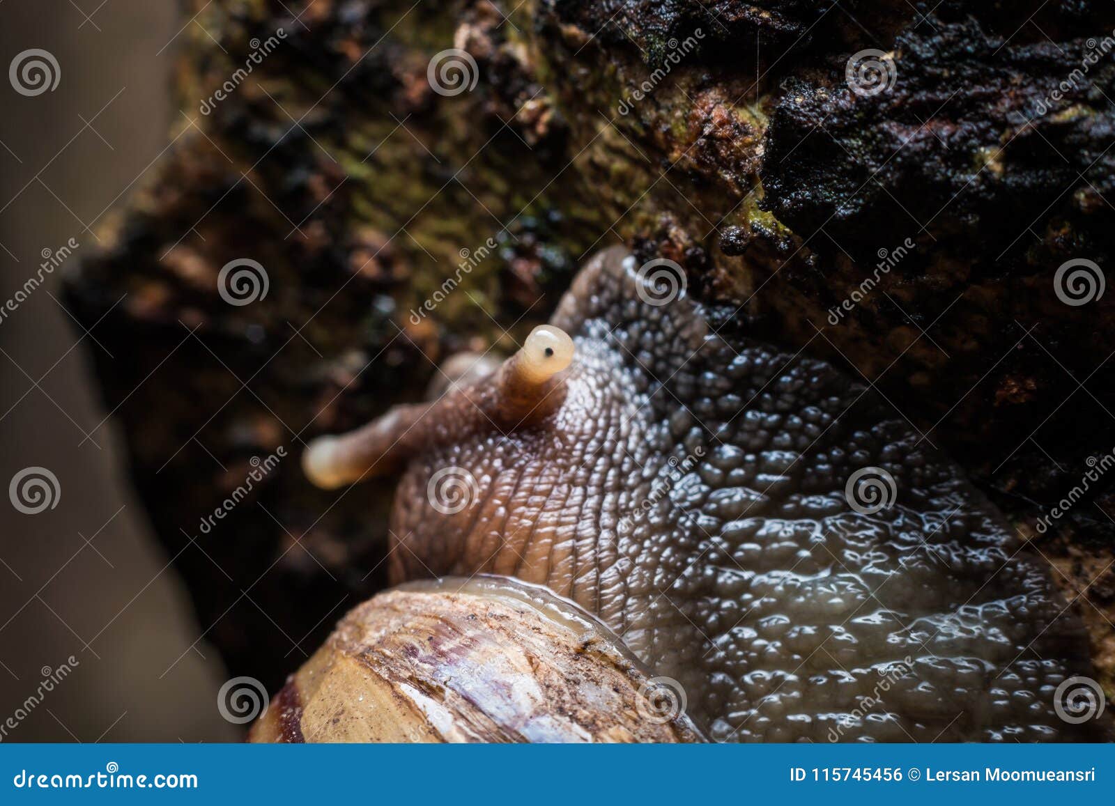 macro the snail gliding on the wet tree. latin name as arianta a