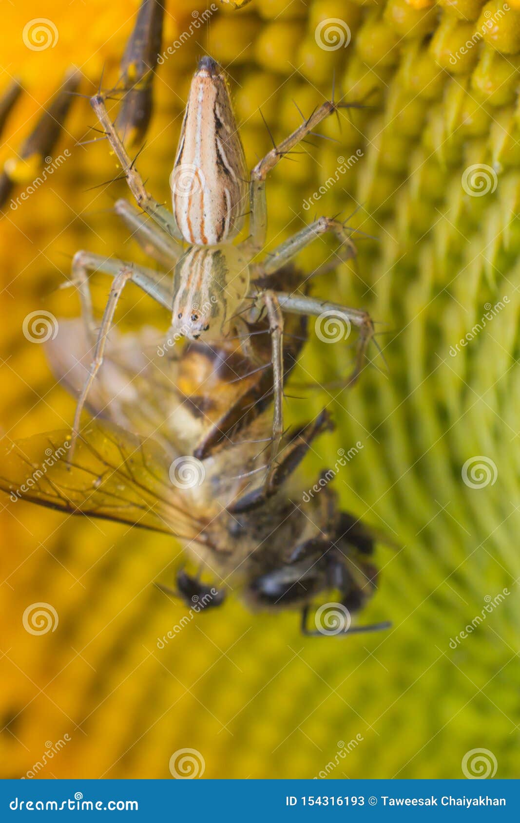 Macro Of Spider Hunter Insect In Nature Stock Image ...