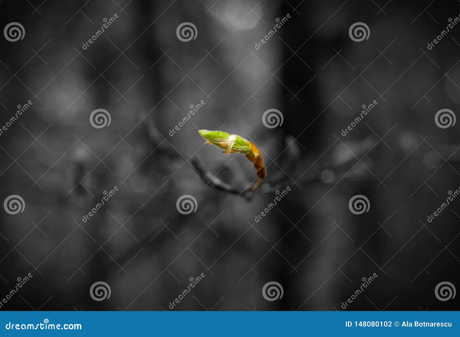 Macro Spring Bud Editing Photo With Macro Tree Bud Isolated
