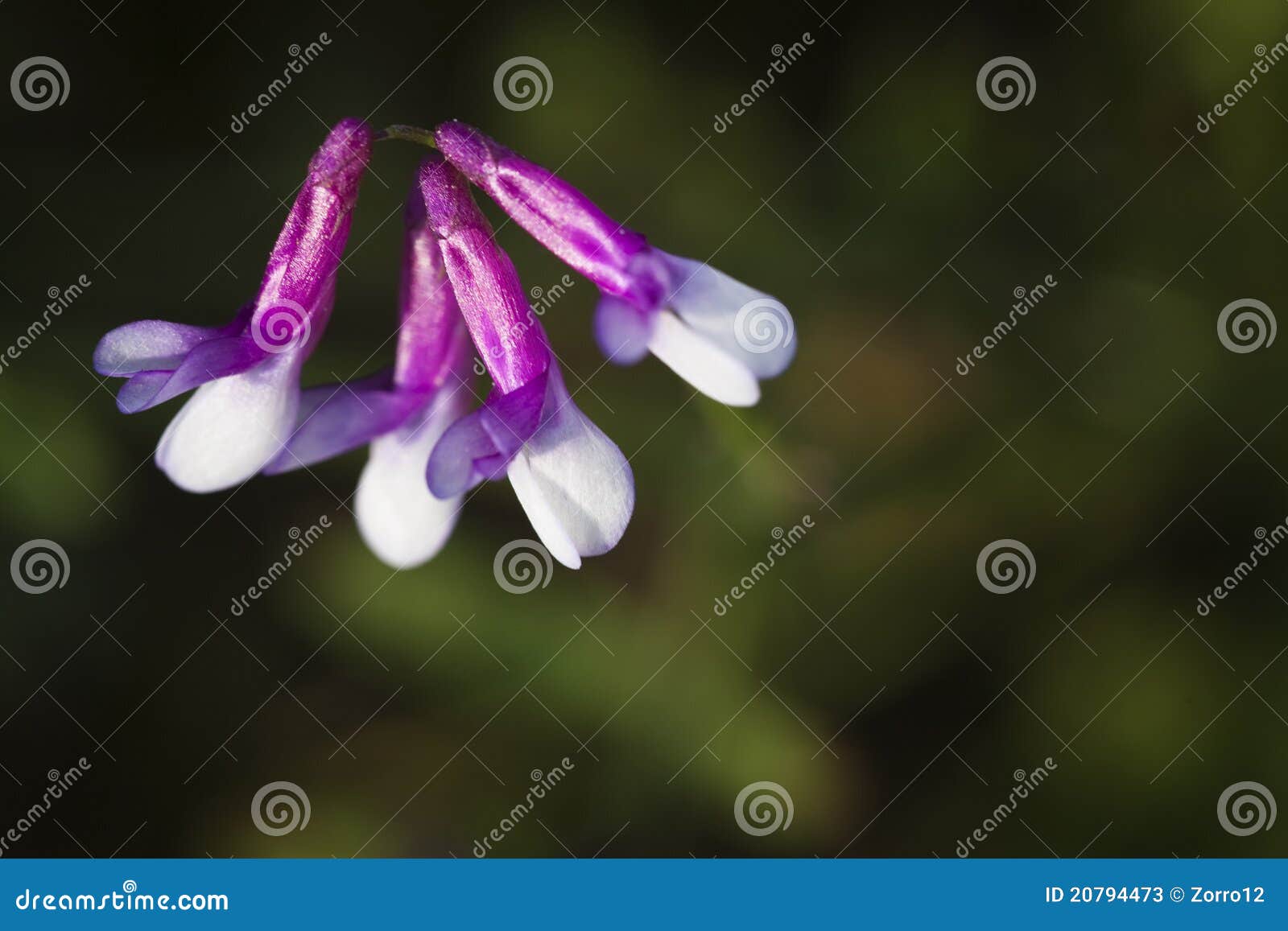 macro with spring lila flowers