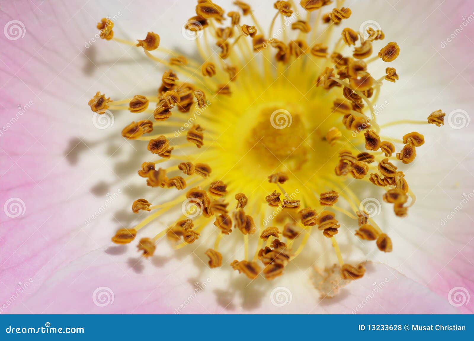 macro stamens dog rose flower