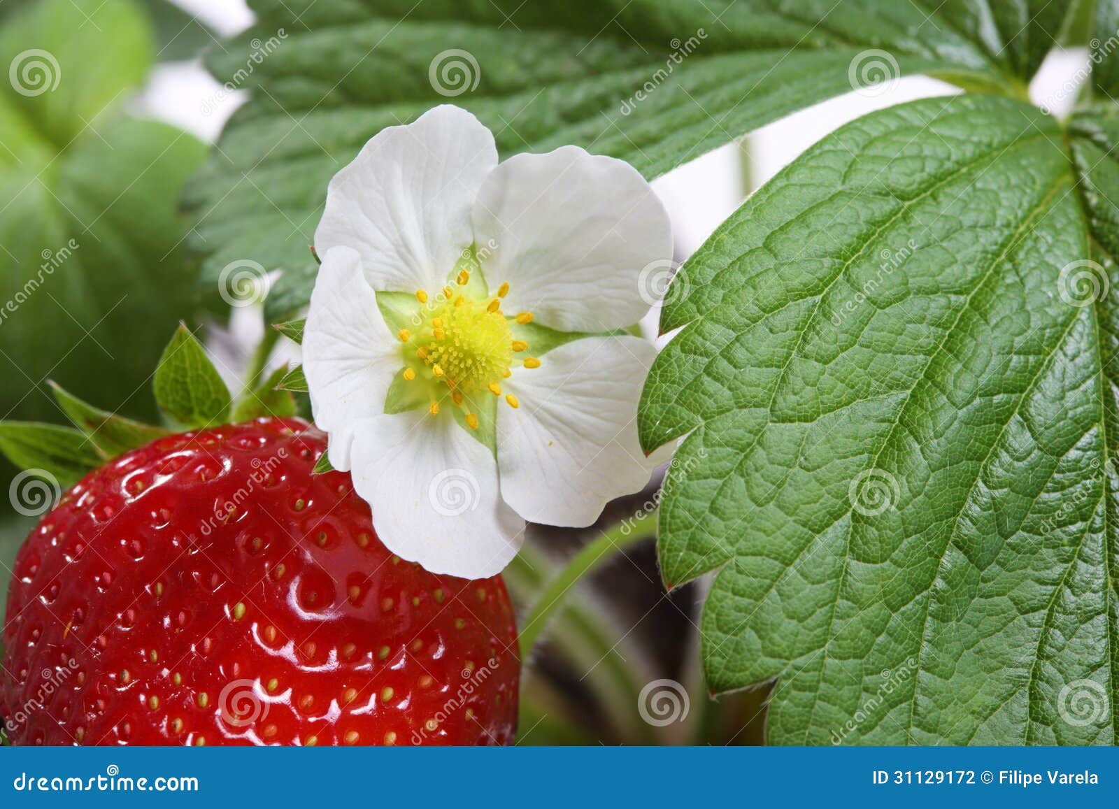 macro of a strawberry bush plant
