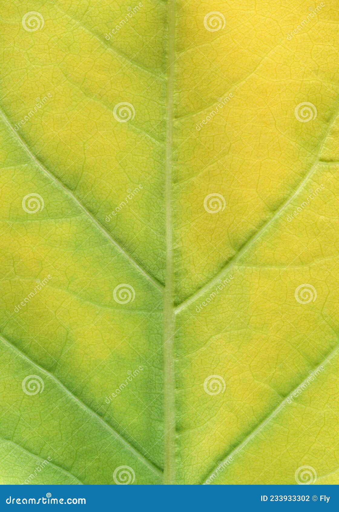 Macro Texture of Green Leaf Turning Yellow Stock Photo Image of green, flora 233933302