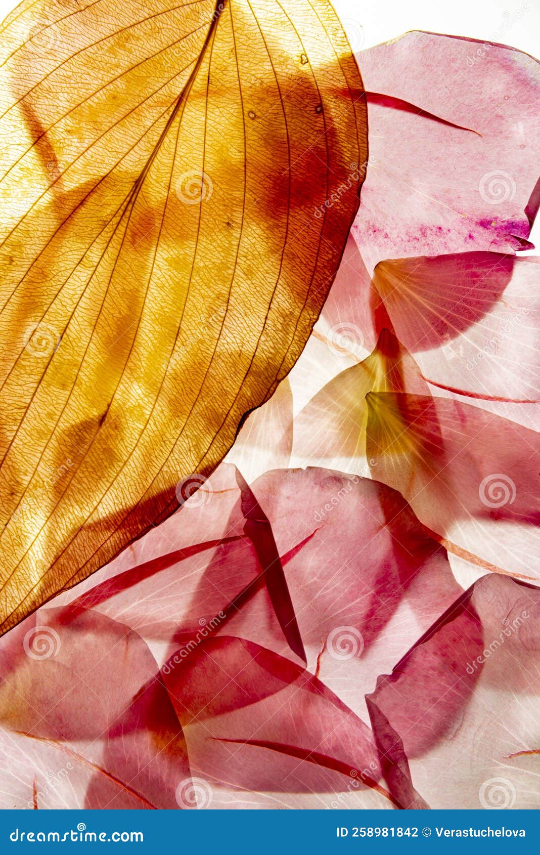 A Macro Texture of Roses Leaves Stock Photo Image of herbarium, line 258981842