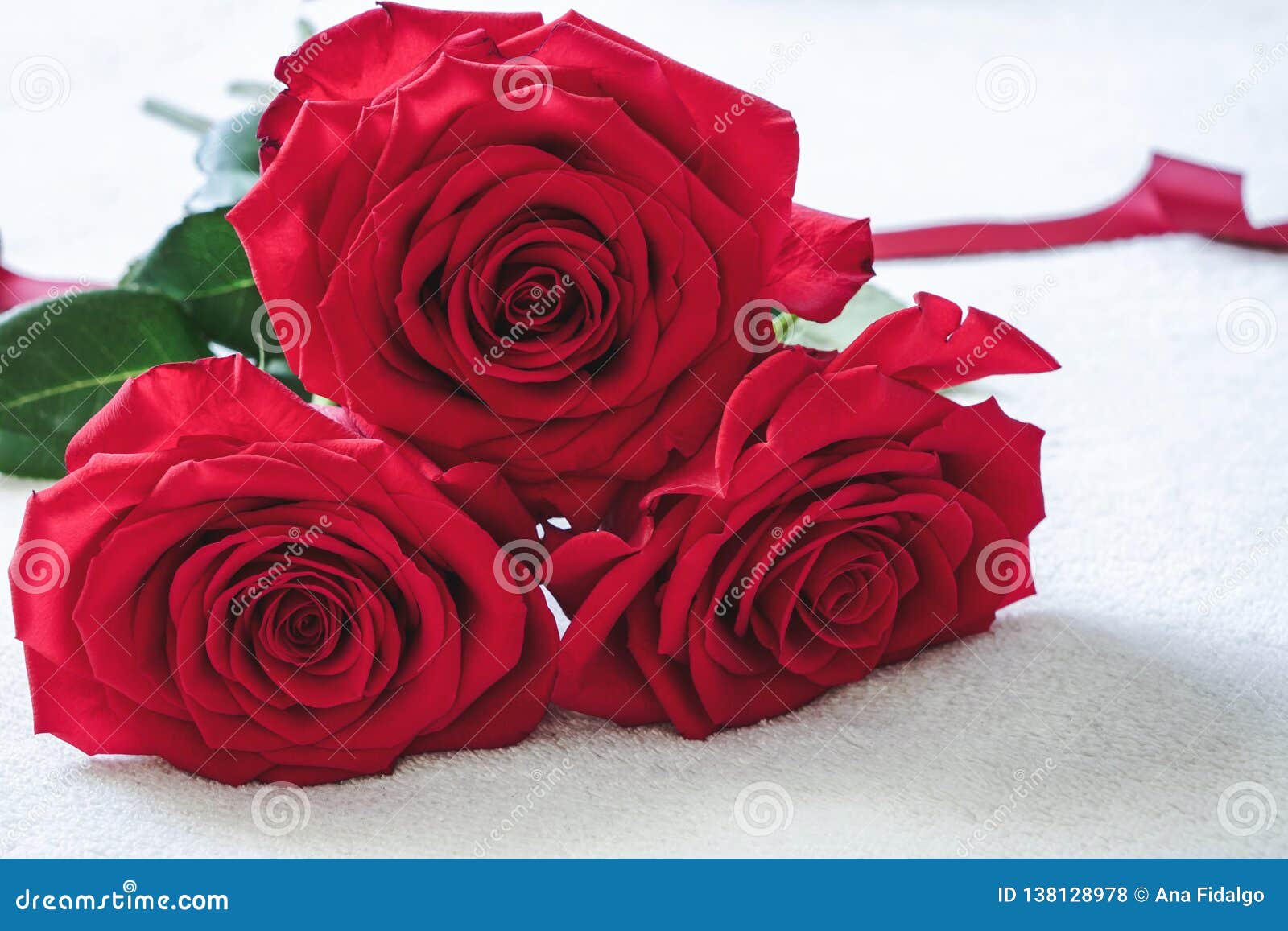 Macro of Three Beautiful Colombian Red Roses in Full Bloom. Valentine`s ...