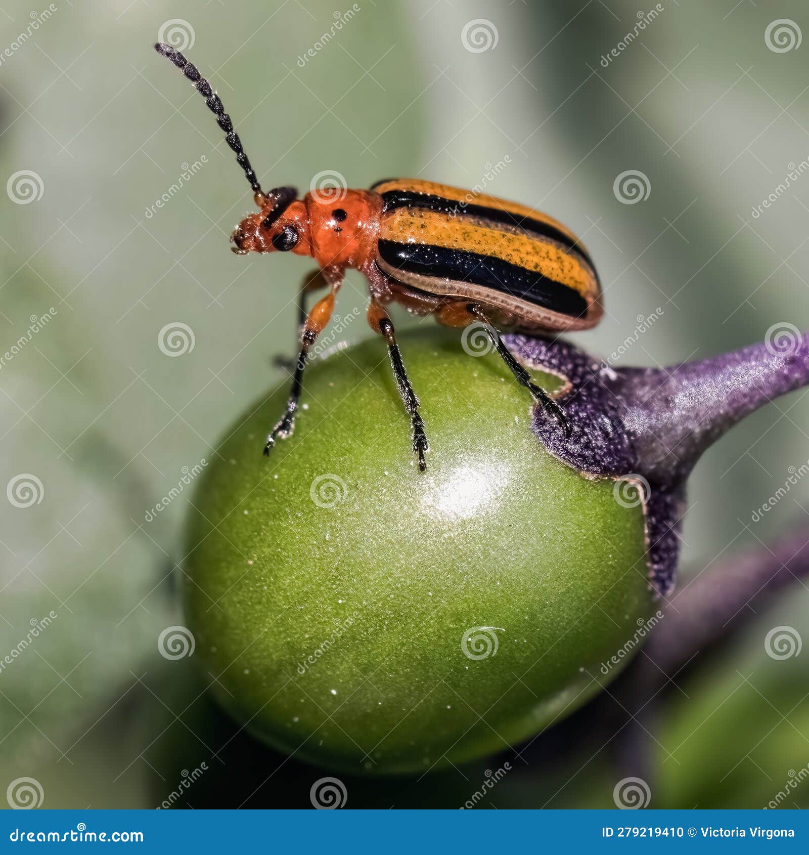 three lined potato beetle (lema daturaphila) on deadly nightshade plant