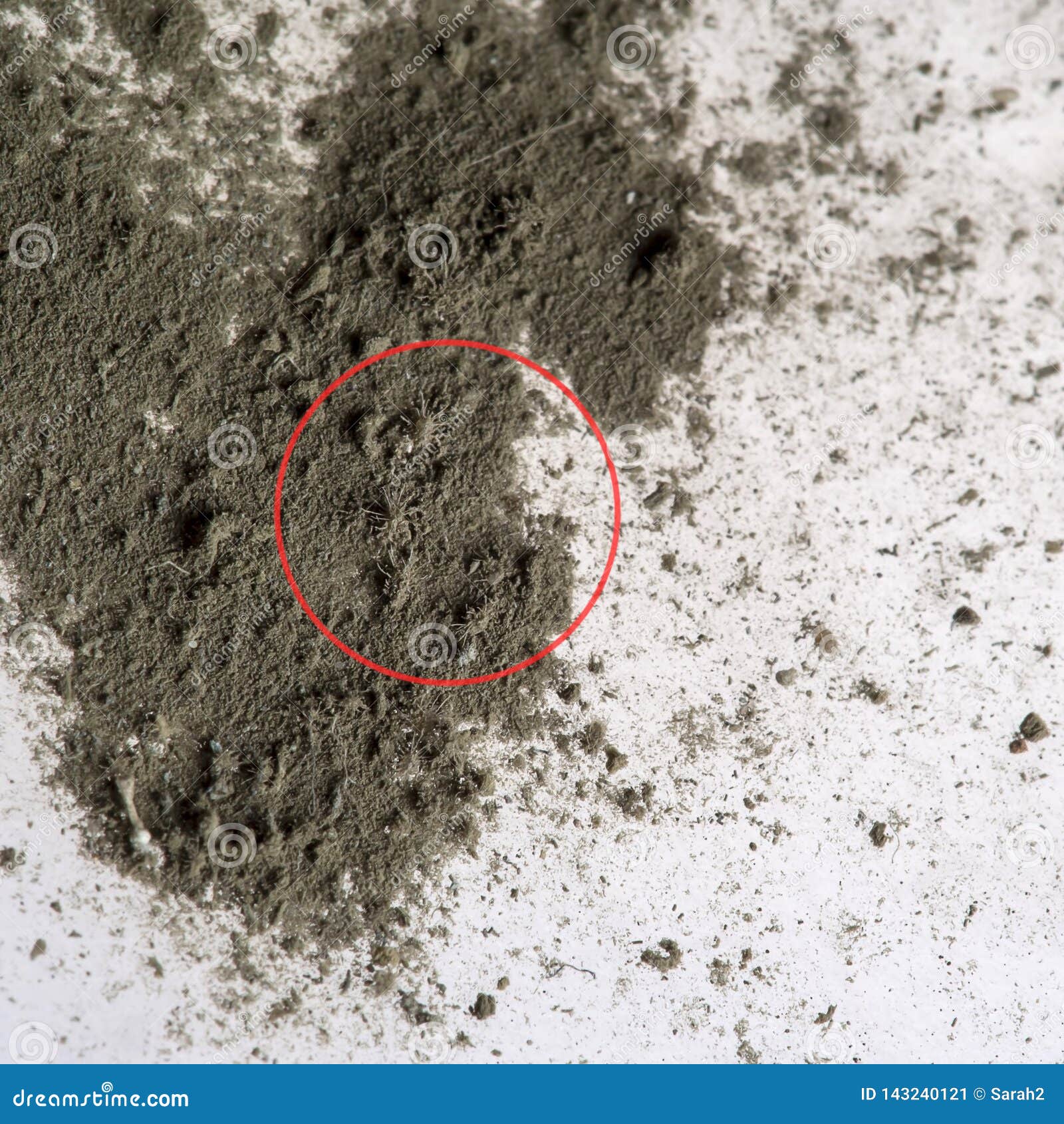 Macro Of Tiny House Dust Mites Barely Visible To The Naked Eye Stock Image Image Of Mite Allergy Macro Of Tiny House Dust Mites Barely Visible To The Naked Eye Stock Image Image Of Mite Allergy