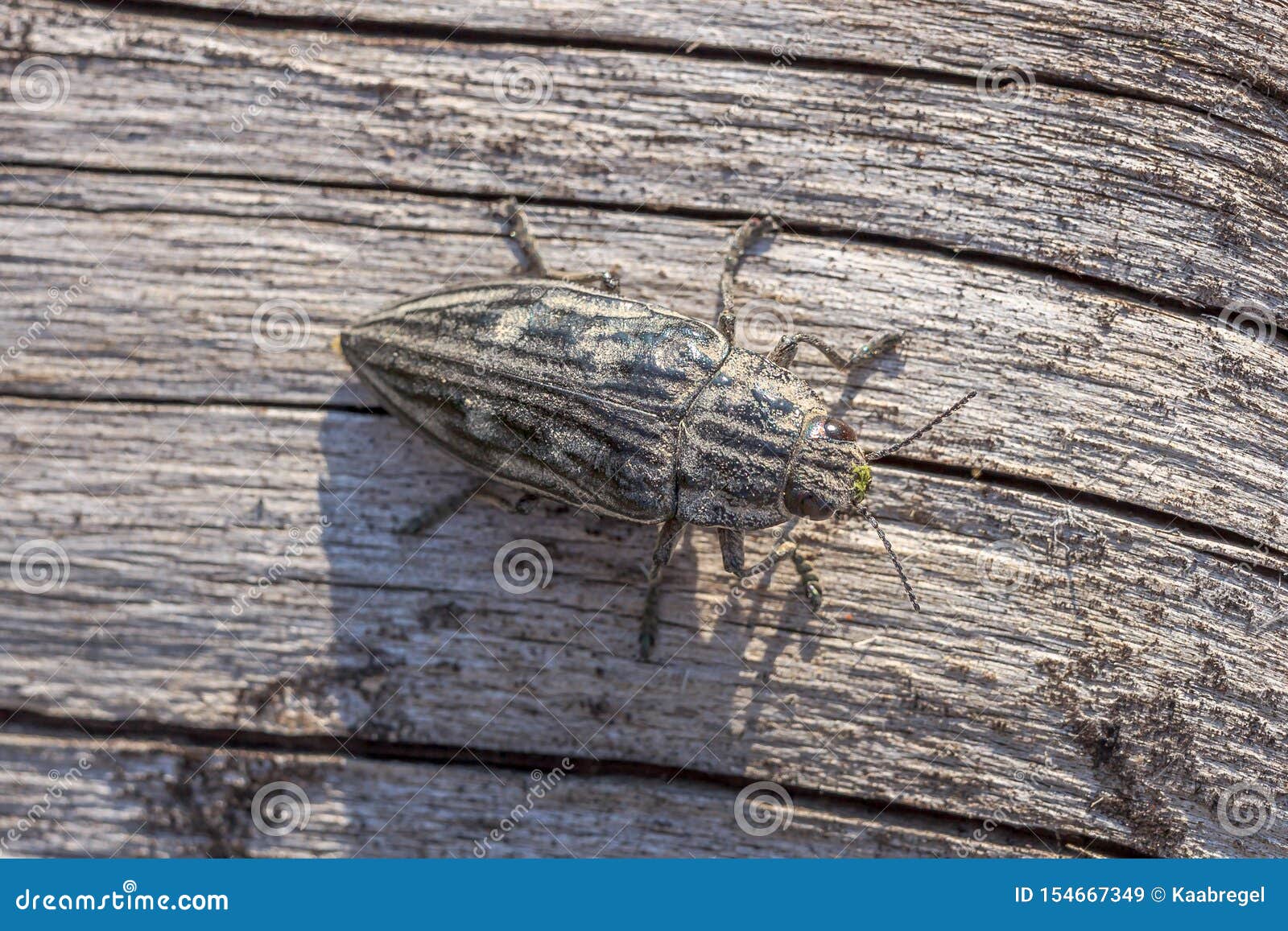 chalcophora mariana on a dry pine trunk. macro top view of a buprestis mariana beetle sitting on a kitchen trunk of pine
