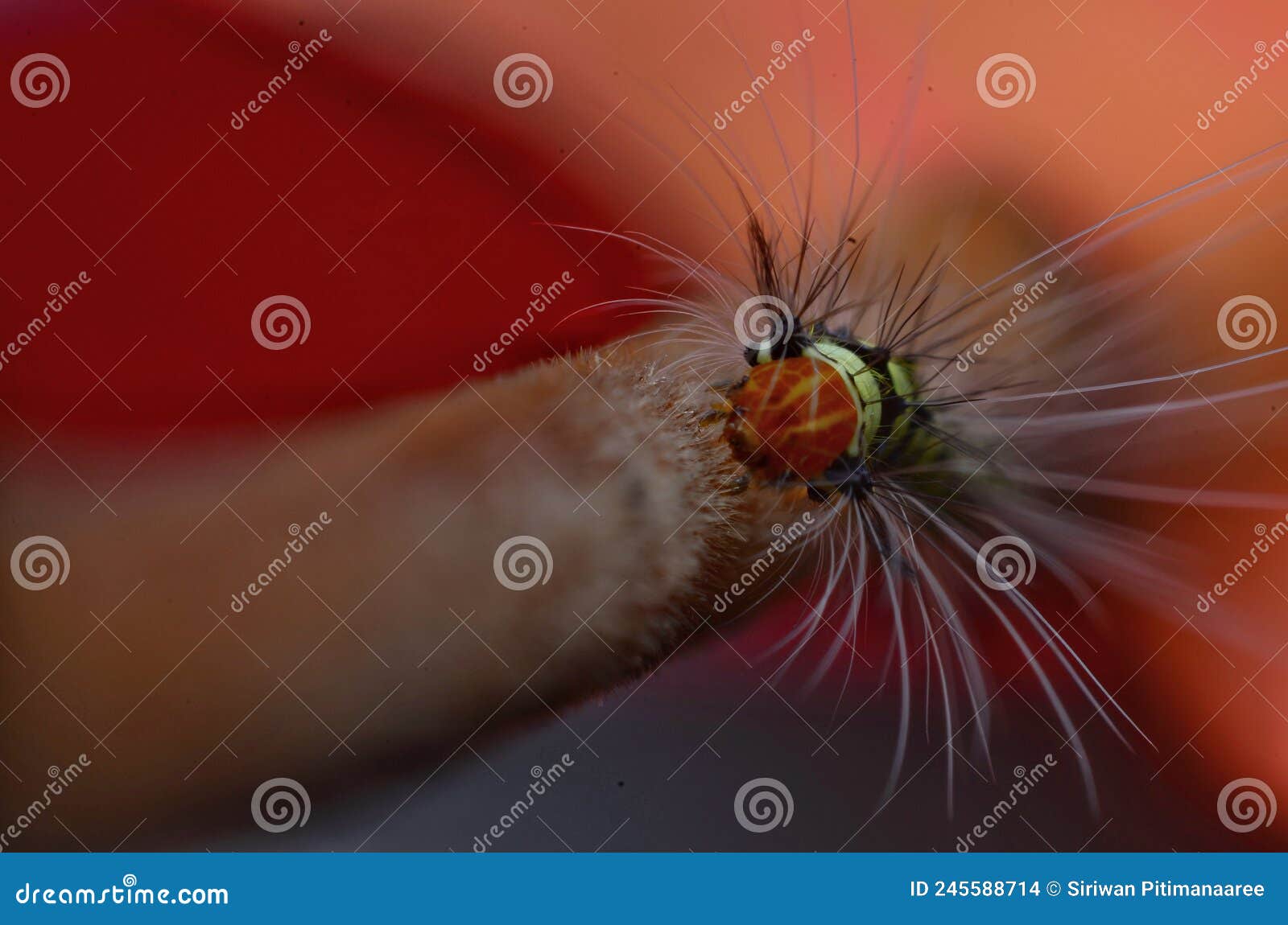 macro of trabala pallida yellow caterpillar on carpinus betulus in thailand