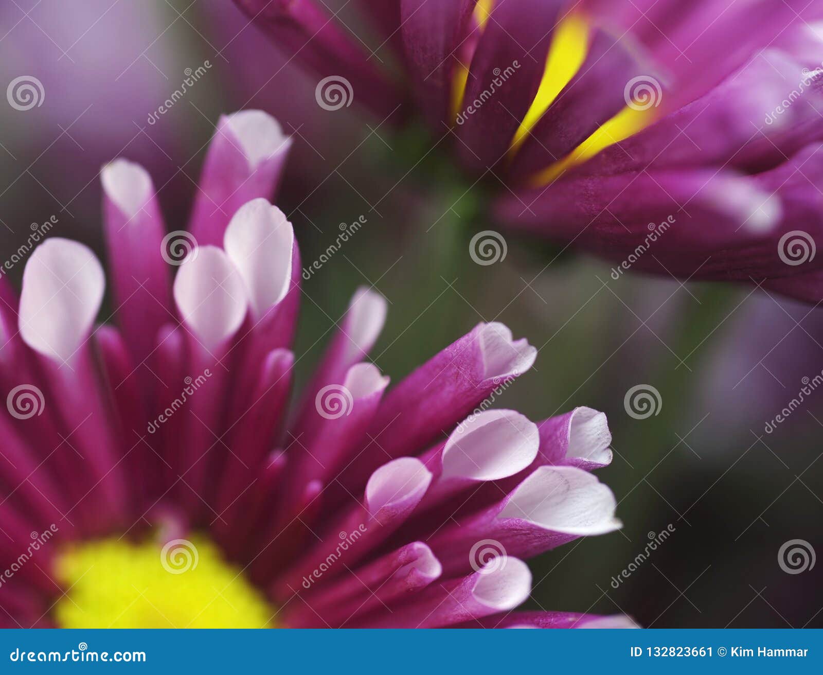 A Macro View Of A Blooming Chrysanthemum Or Pom Pom Mum Petal Edges Stock Image Image Of Flowering Hammar 132823661