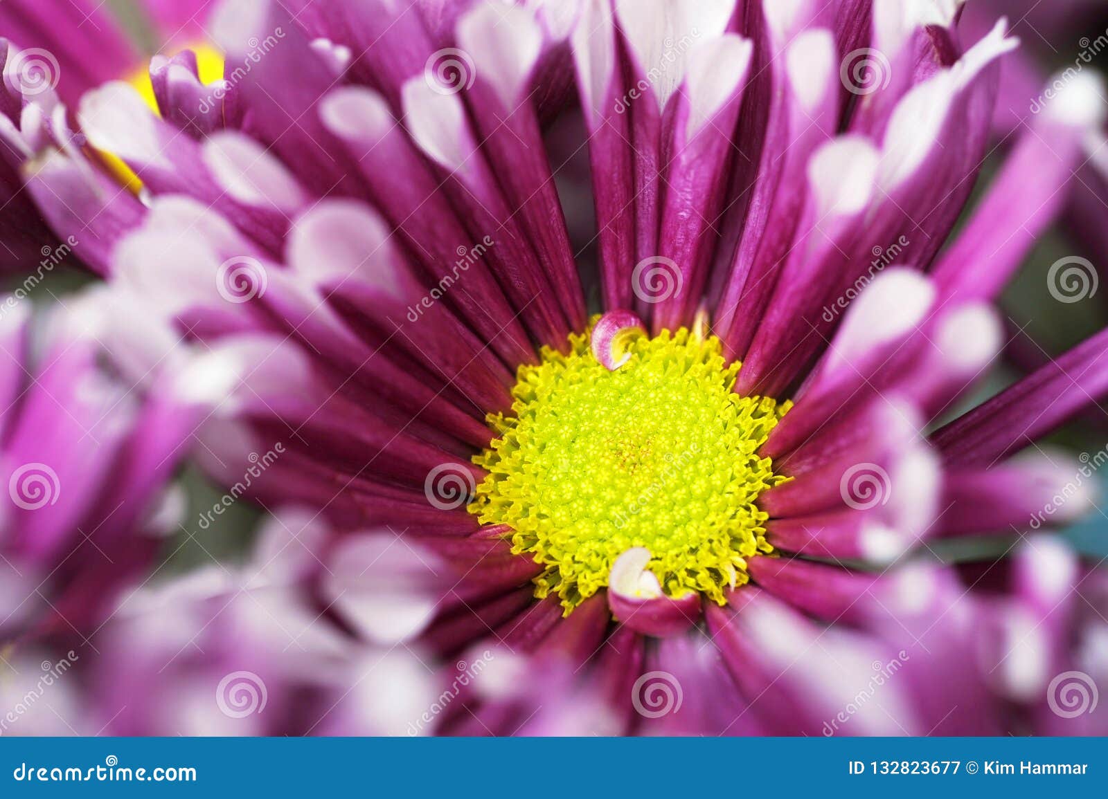 skat Balehval kvalitet A Macro View of a Blooming Chrysanthemum, or Pom Pom Mum Petal Edges. Stock  Image - Image of herbaceous, garden: 132823677