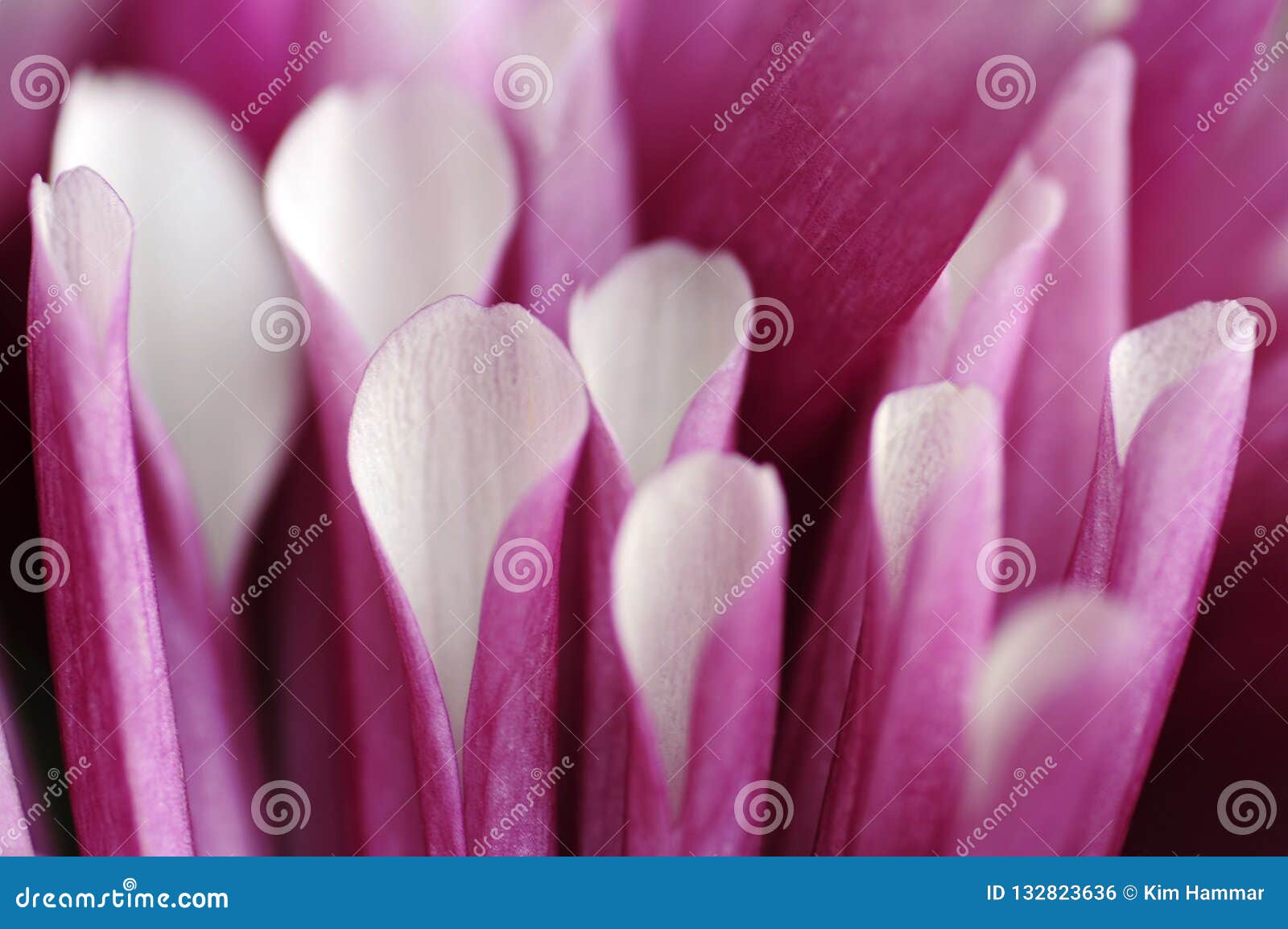 A Macro View Of A Blooming Chrysanthemum Or Pom Pom Mum Petal Tips Stock Photo Image Of Daytime Bloom 132823636