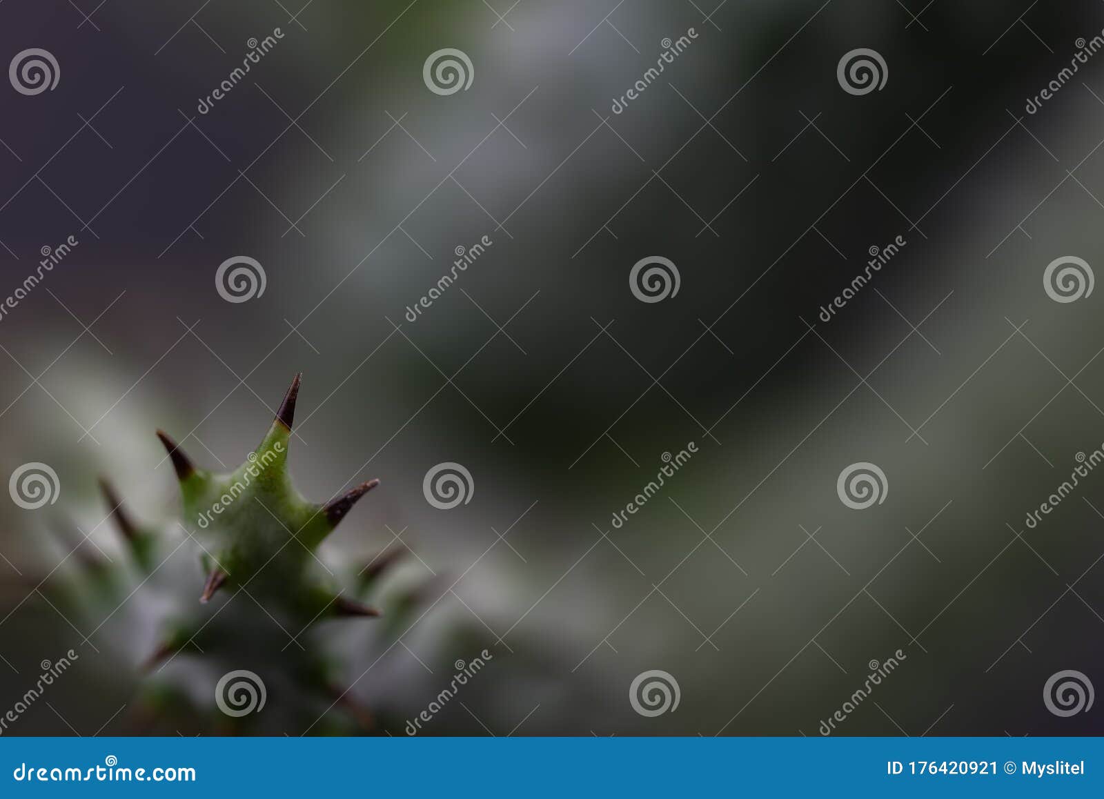 macro view of cactus thorns