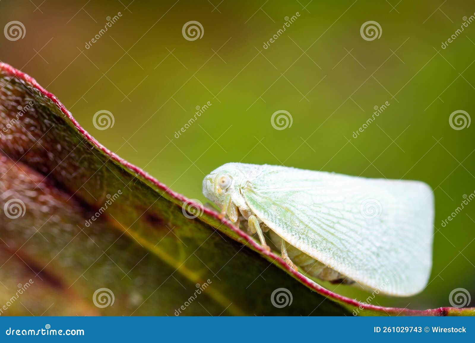 macro view of a citrus flatid planthopper perched on the edge of a leaf in daylight
