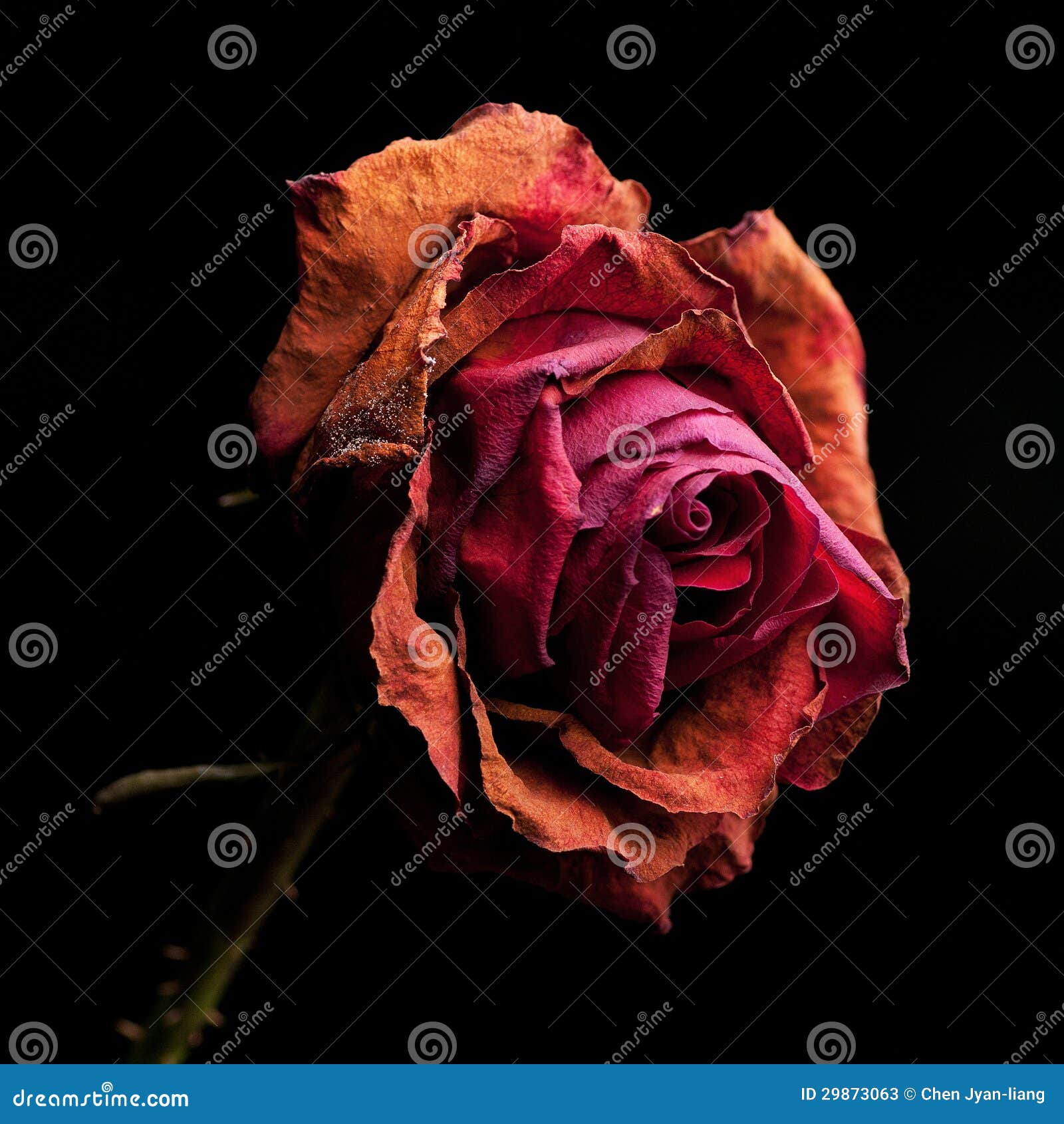 Dead roses stock image. Image of natural, floral, loss 29873063