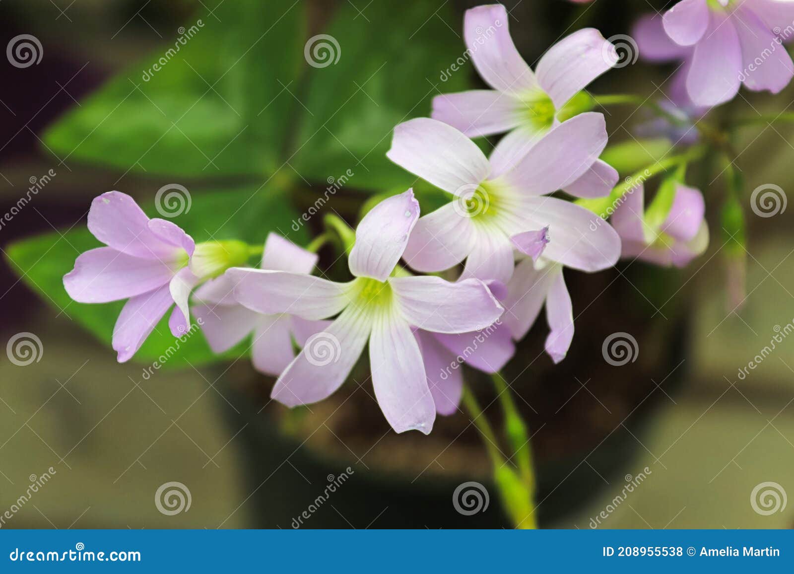 Shamrock Dormant Stock Photos Free & RoyaltyFree Stock Photos from