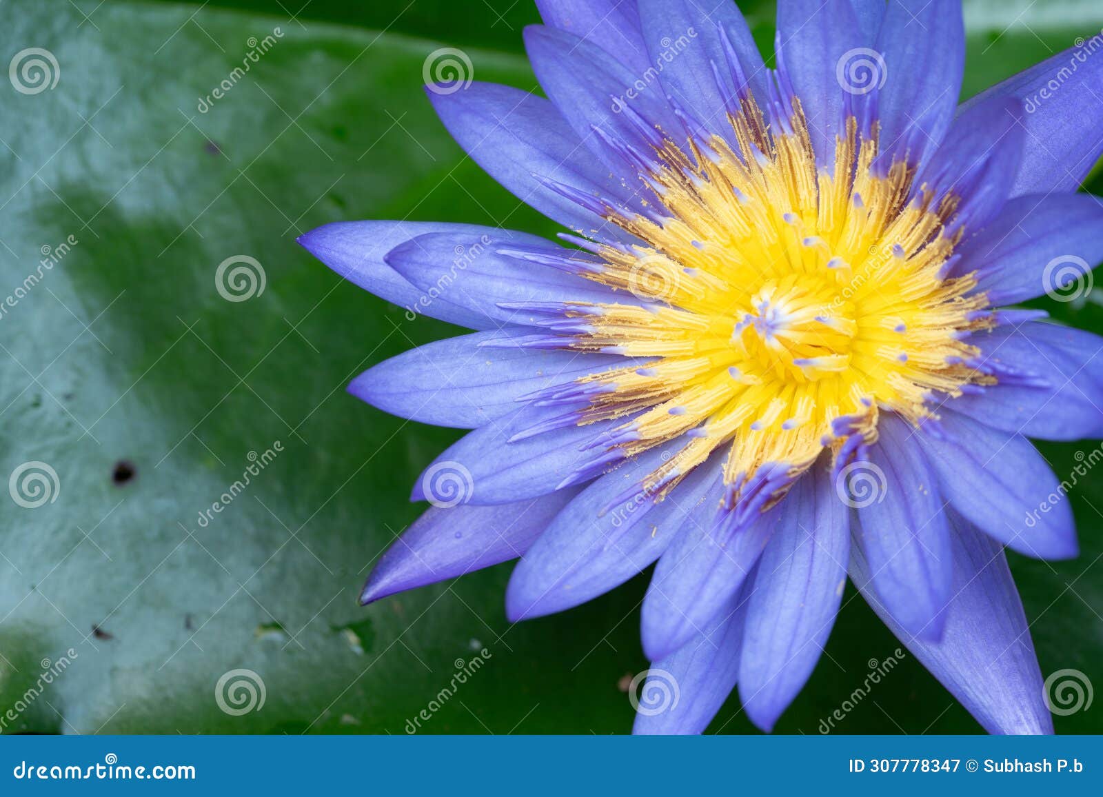macro view of purple color water lily with yellow color in the middle