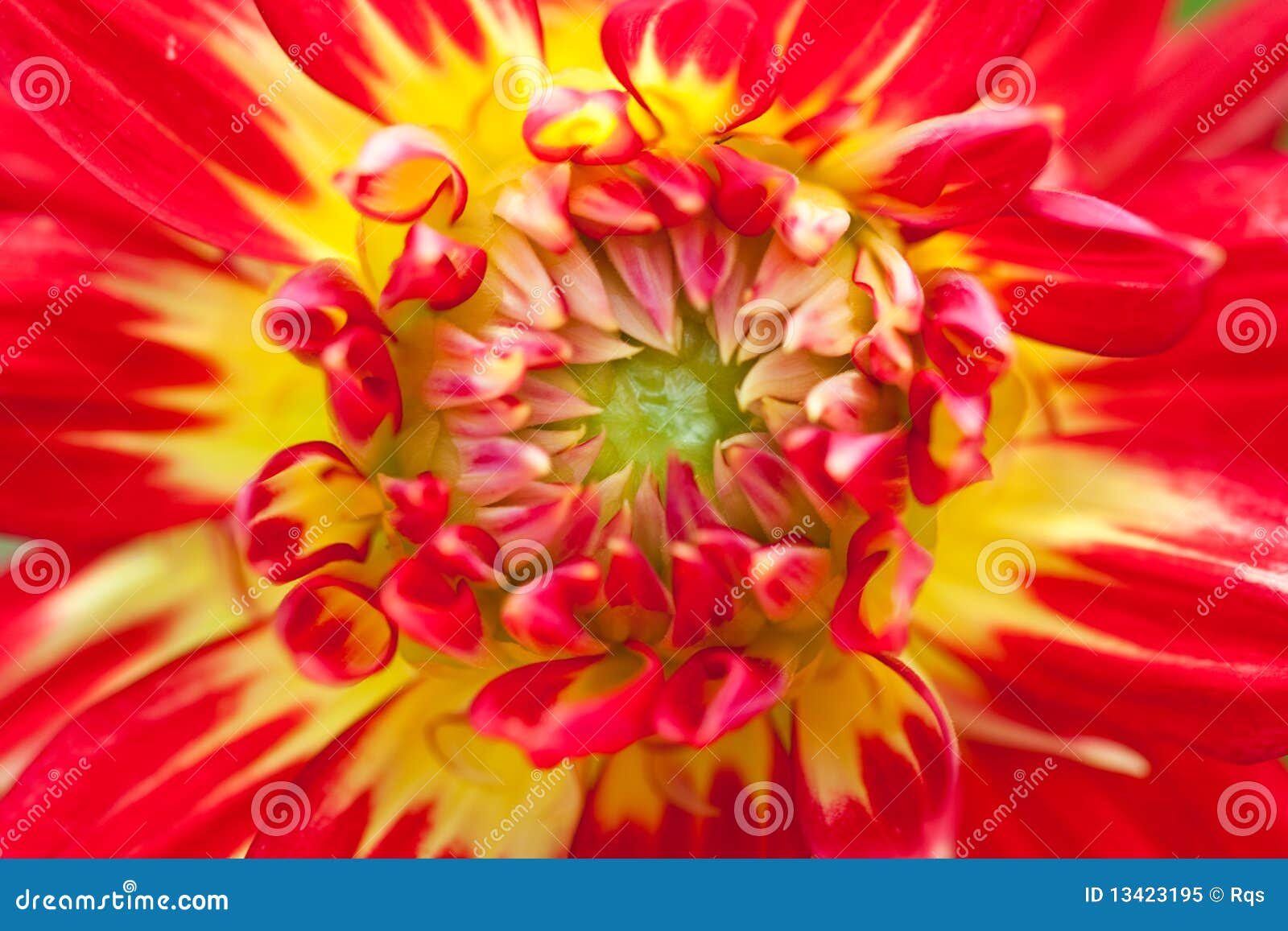 Macro View of Red and Yellow Flower of Dahlia Stock Image Image of
