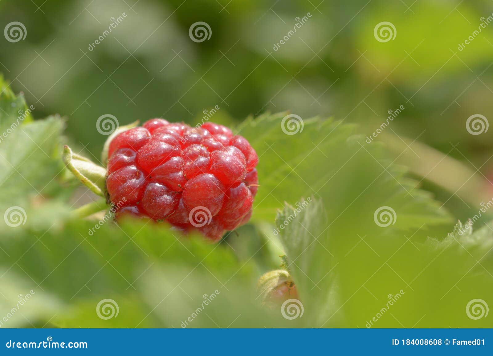 macro view of ripening raspberry