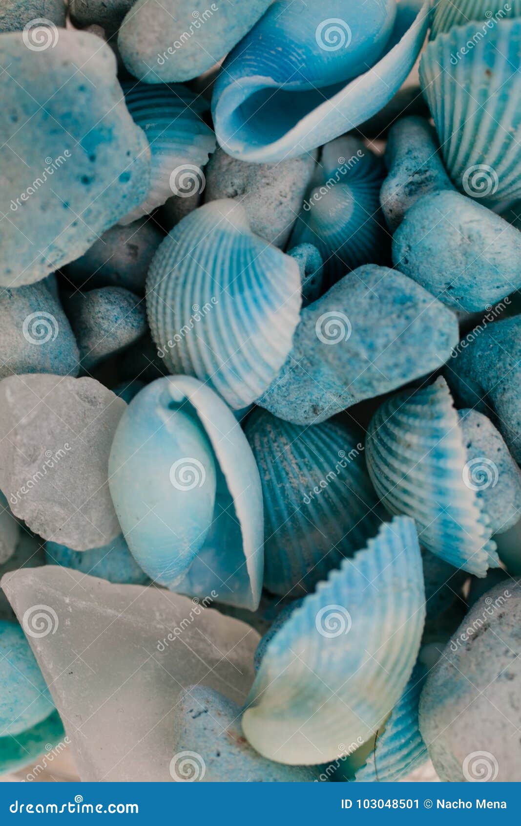 blue seashell wallpaper