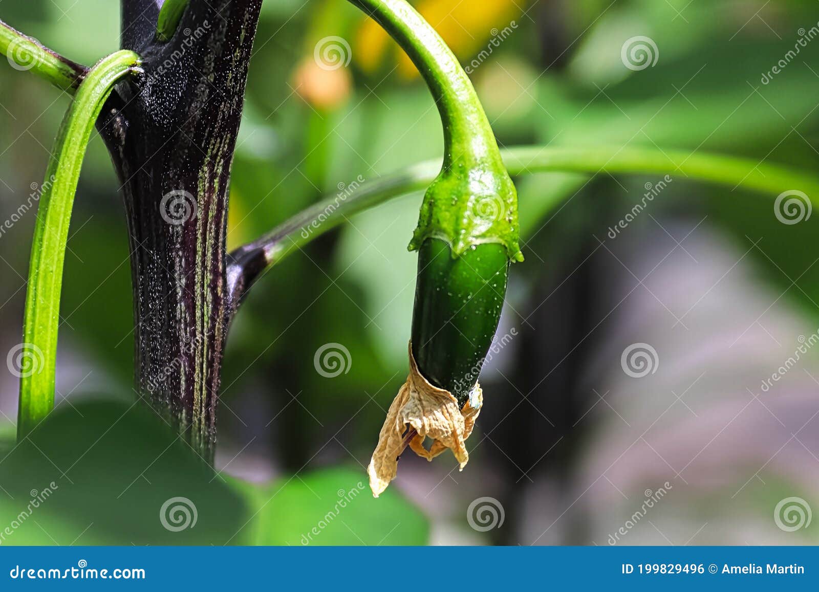 Macro View of a Small Pepper Fruit Forming Stock Photo Image of