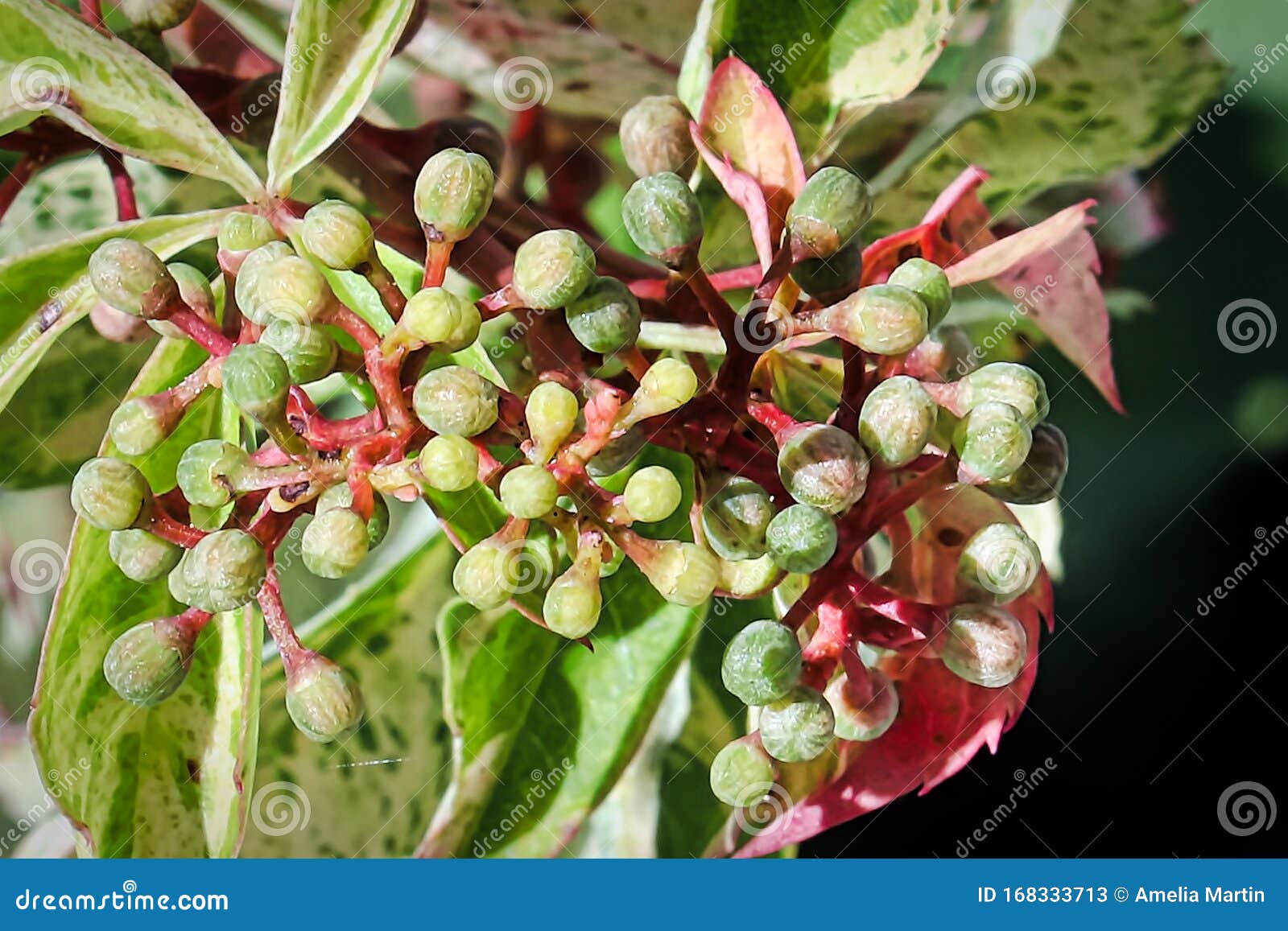 Macro View of Virginia Creeper Flower Buds Stock Image Image of liana