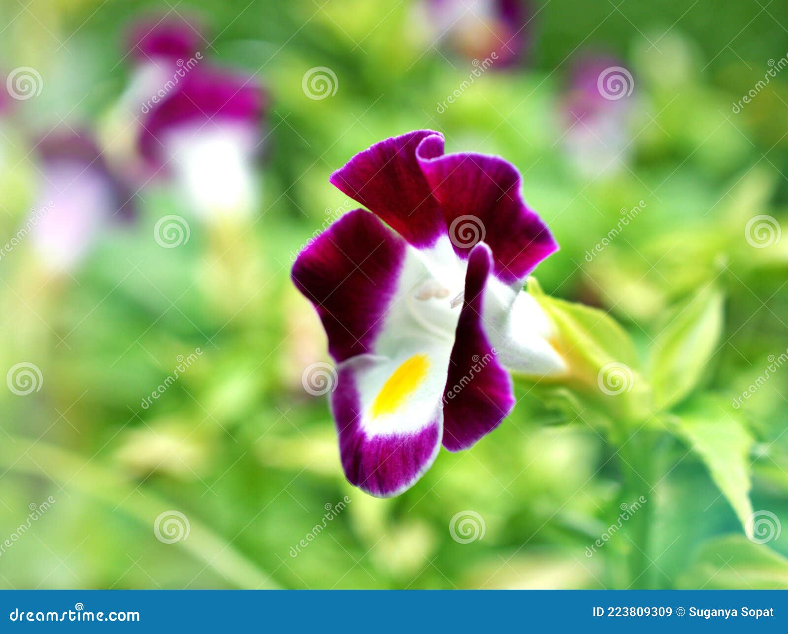 macro violet-purple flowers clown torenia wishbone flower kauai burgundy blue wing with soft selective focus for pretty background