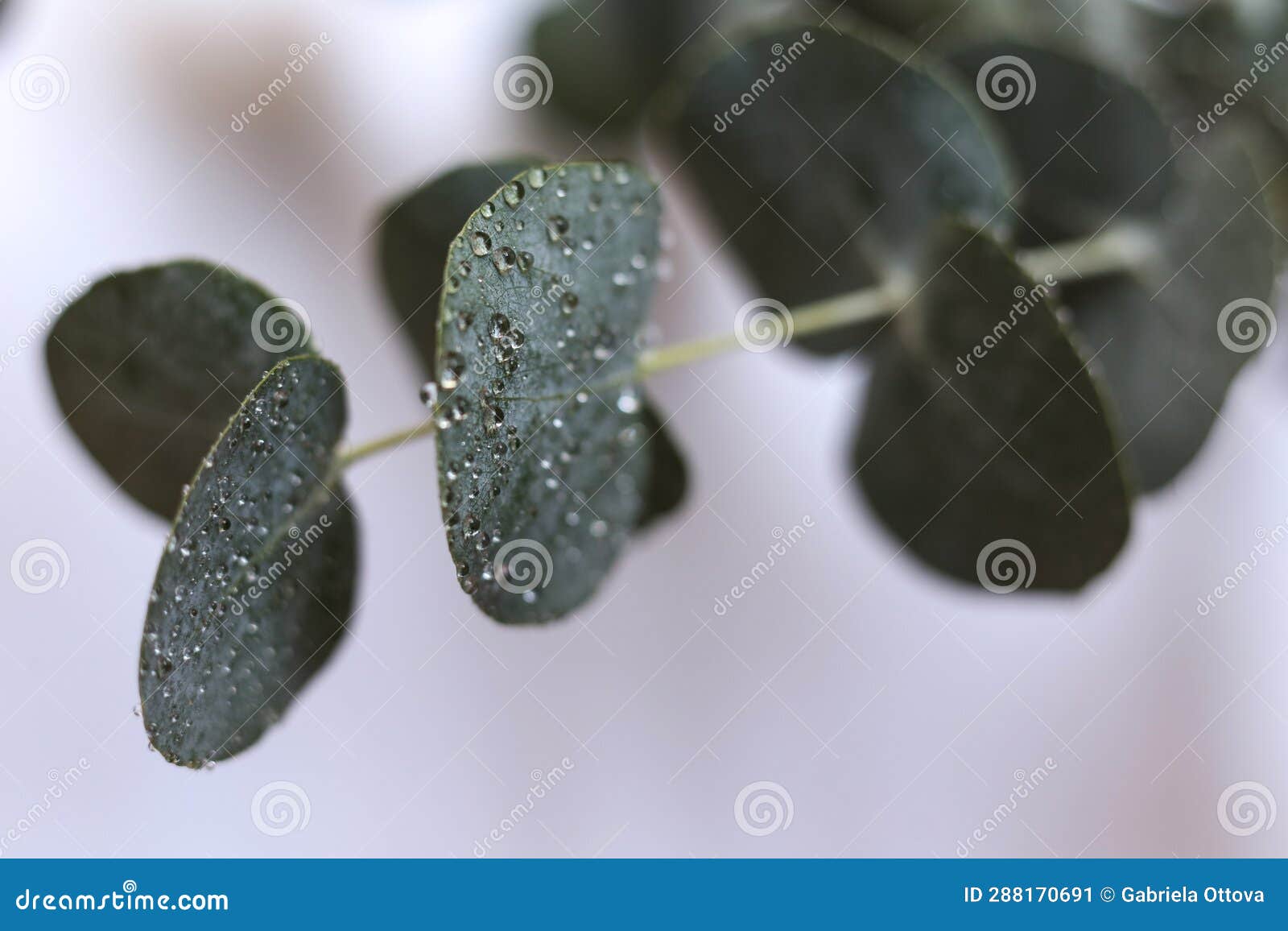 Wet eucalyptus leaves stock image. Image of plant, leaf 288170691