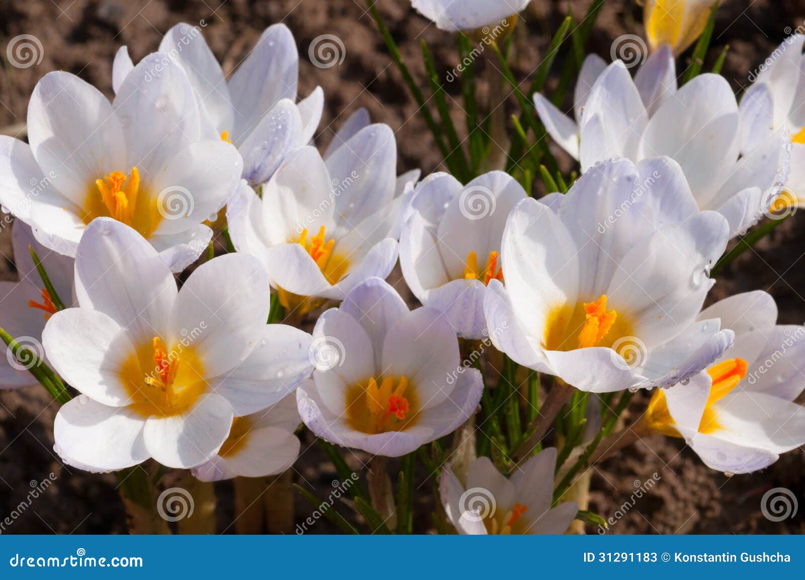 Macro of White Crocus Flowers Stock Image Image of growth, pistil