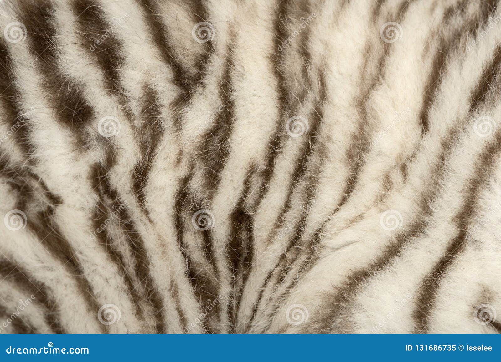 Macro of a White tiger fur stock image. Image of feline 131686735