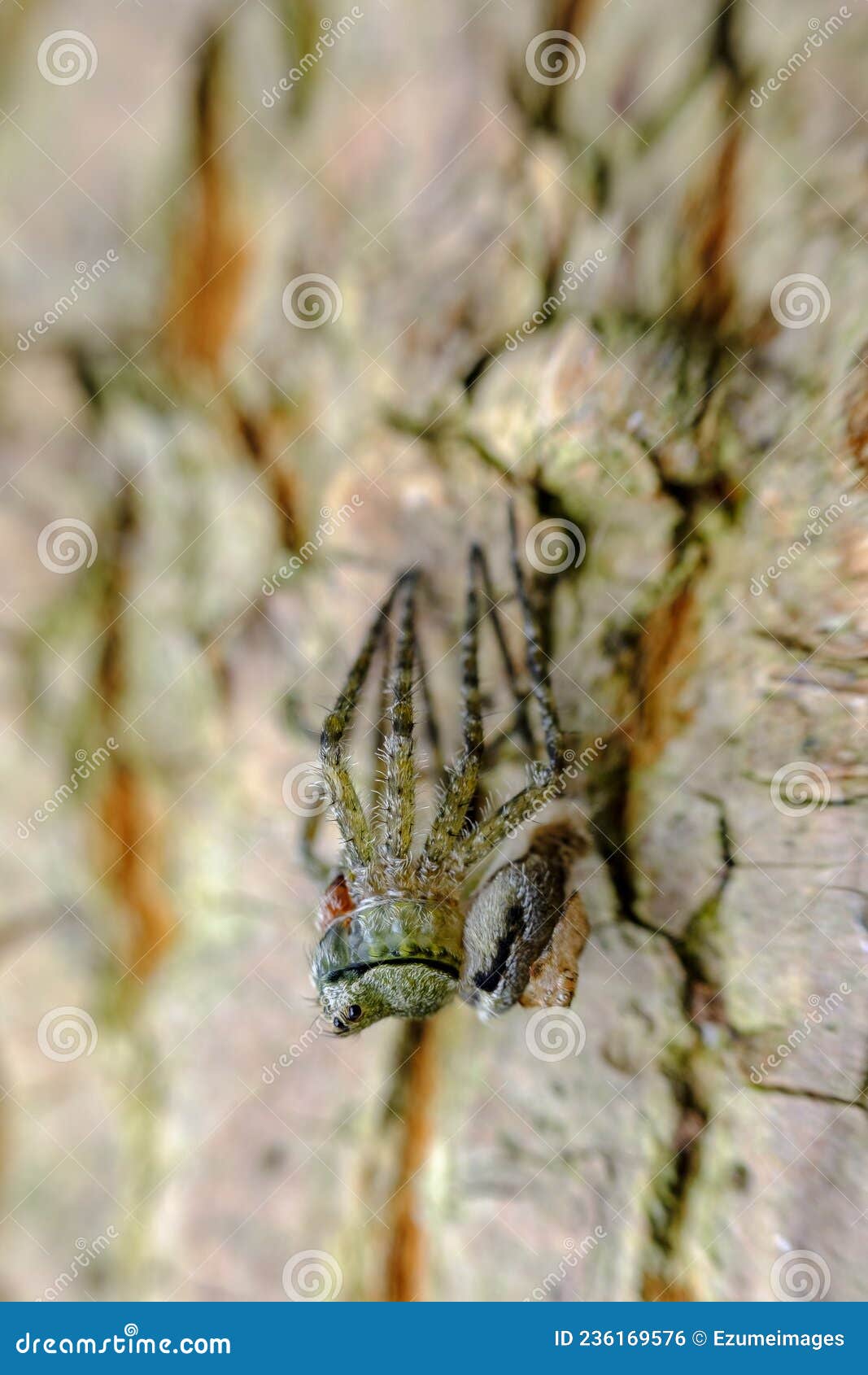 macro wolf spider molting