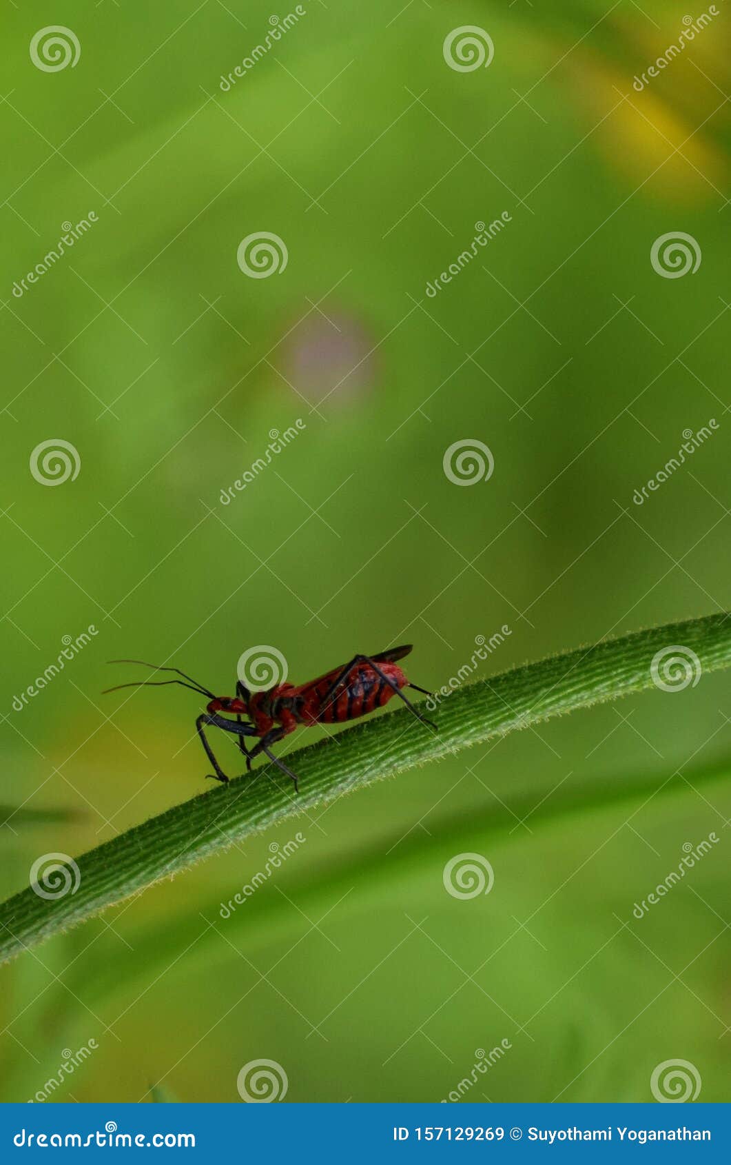 into the macro world.a small insect less than 1cm even has its own unique feature.its all in our perspective to see little beauty