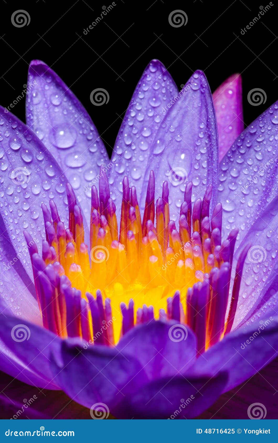 macro yellow carpel of purple lotus flower