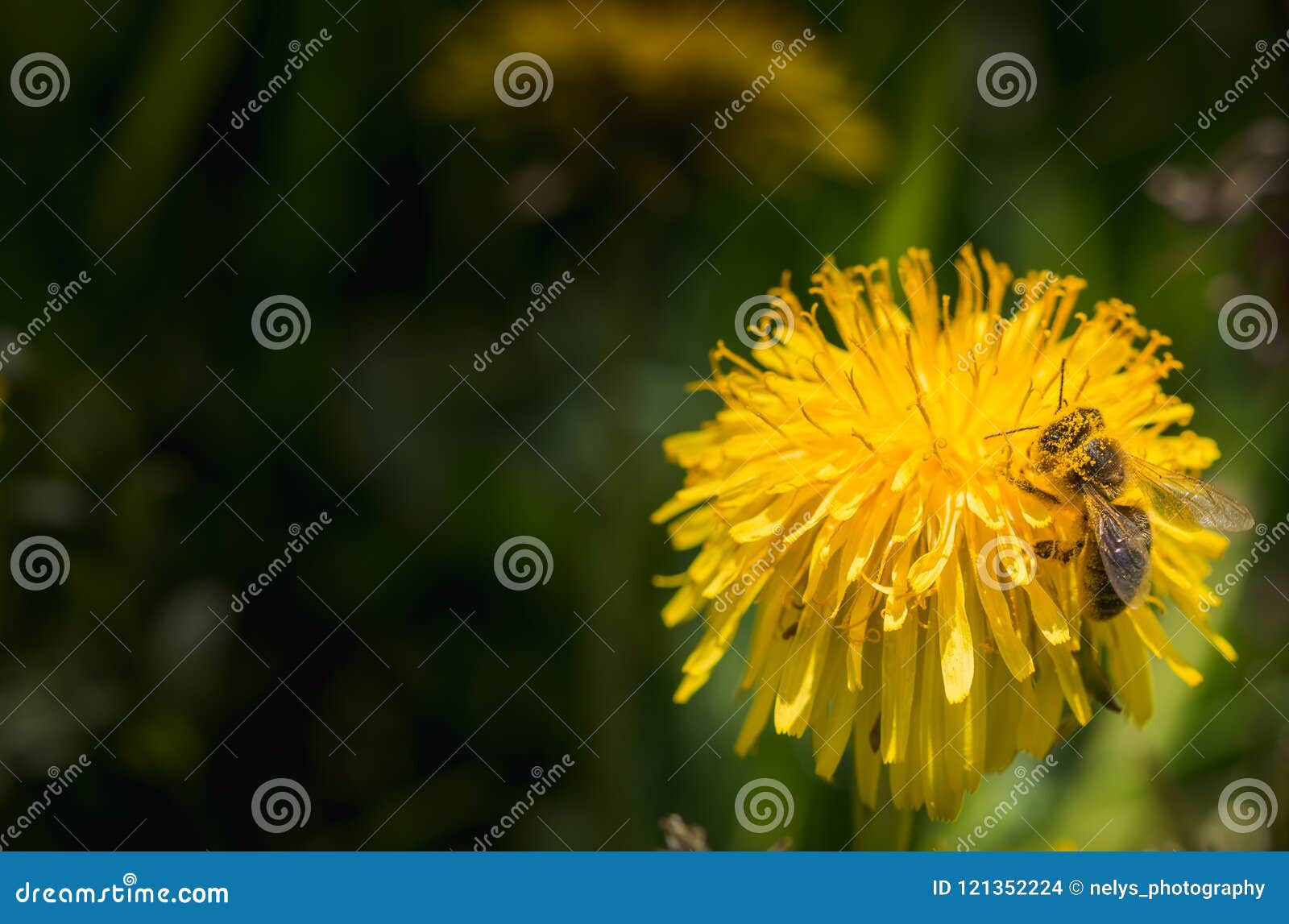 macro yellow dandelion and bumblebee covered in polen