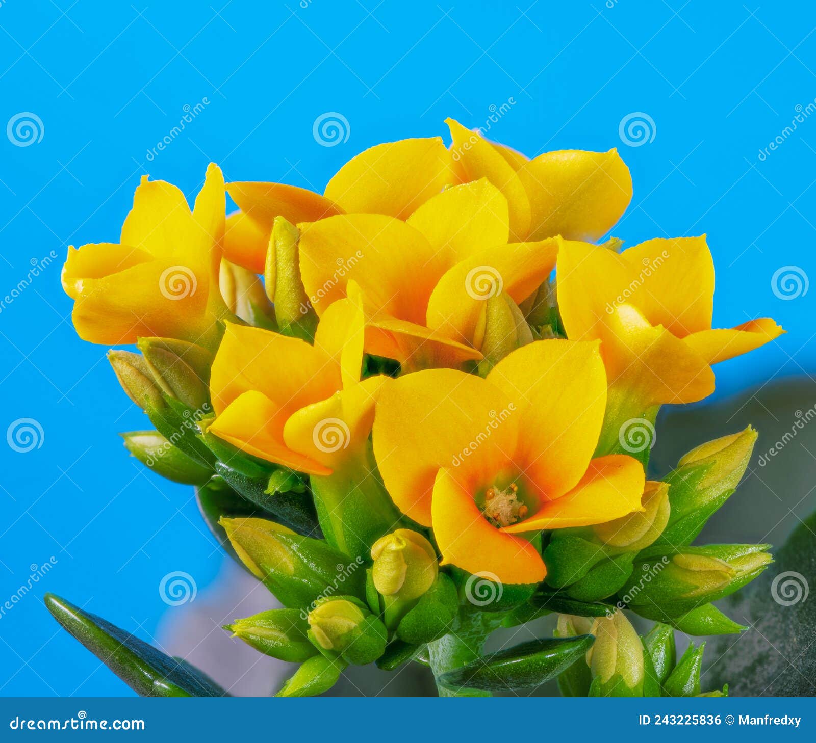 Macro of an Yellow Kalanchoe Flower Stock Photo Image of kalanchoe