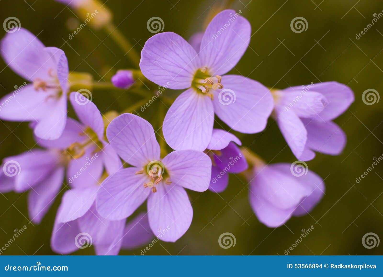 Macrobloemenlila. Macro de bloemenweide van bloeilila