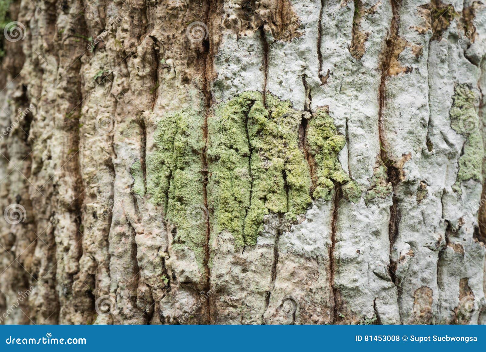 macrolichen growing on tree bark