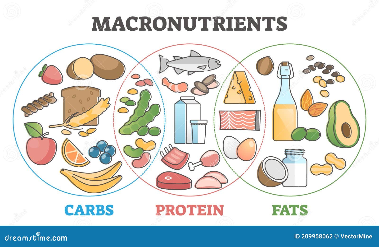 Carbohydrates Proteins And Fats Chart