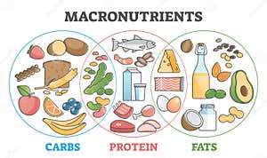 Macronutrients Educational Diet With Carbs Protein And Fats Outline Concept Stock Vector Macronutrients Educational Diet With Carbs Protein And Fats Outline Concept Stock Vector