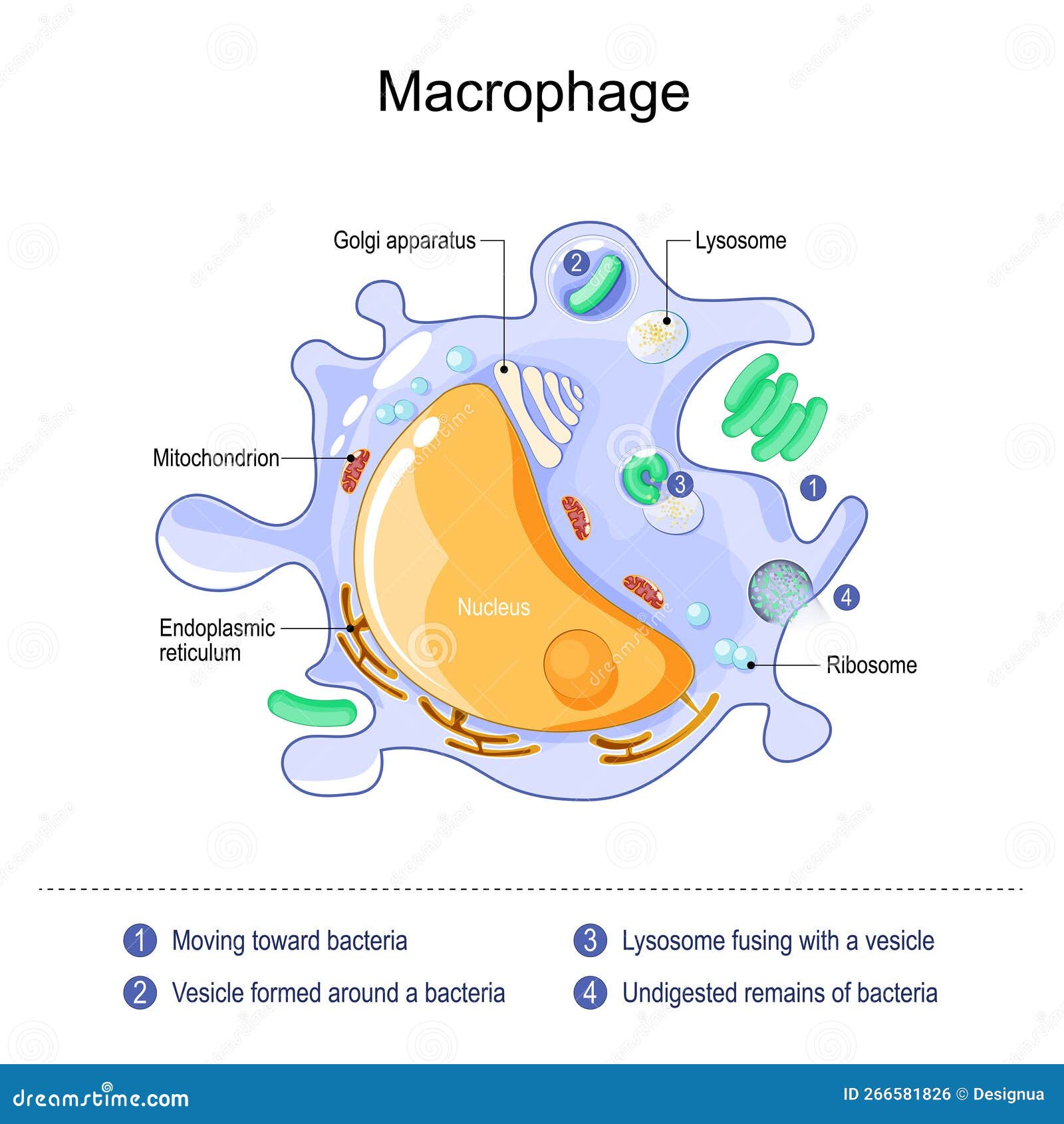 Macrophage Diagram