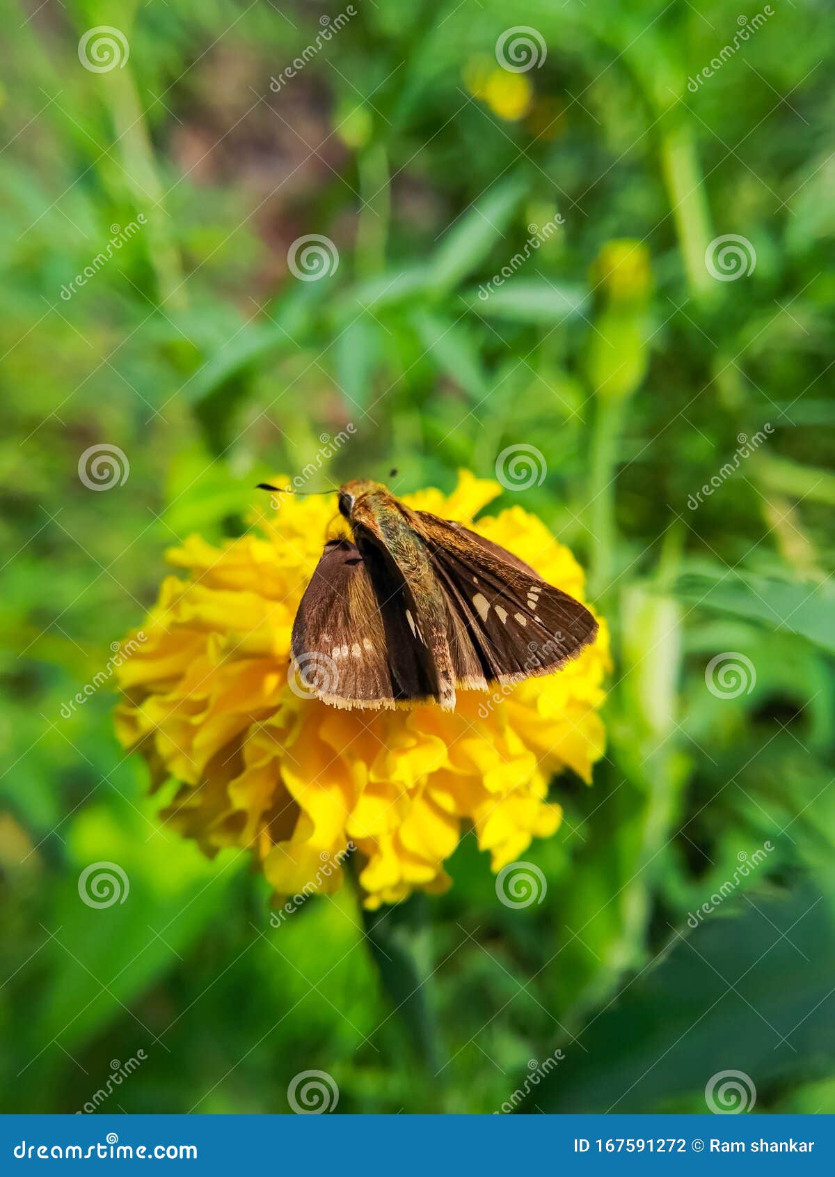 Macrophotography Close Up Yellow Flower Insect Stock Photo Image of