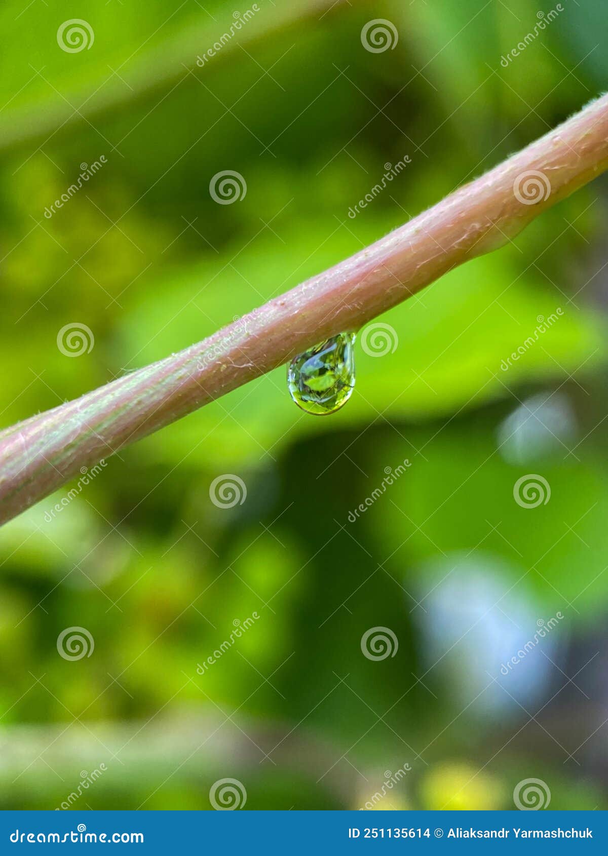 Macrophotography of a Drop of Water on a Vine Stock Photo Image of