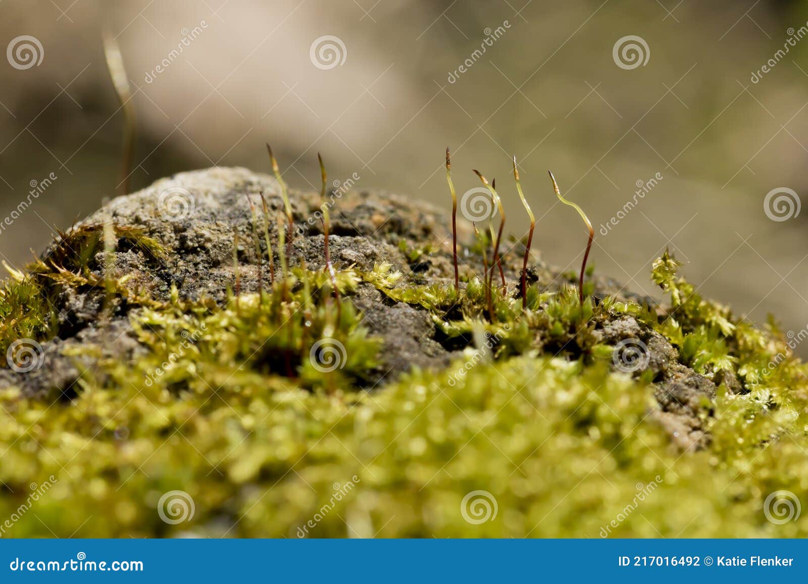 moss seta closeup with blurred background