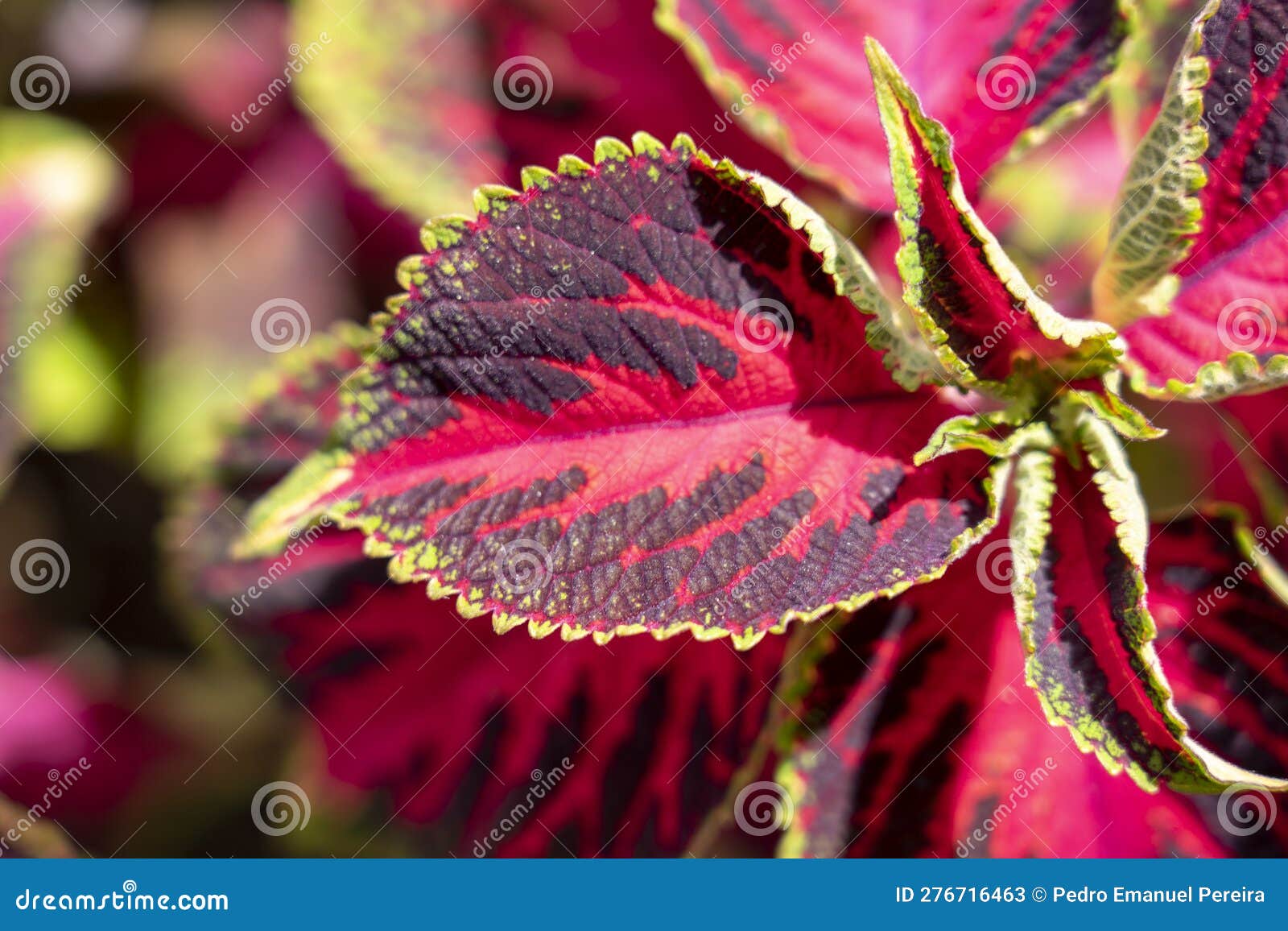 macrophotography of red petals of the coraÃ§Ã£o-maguado plant present in the island of madeira.